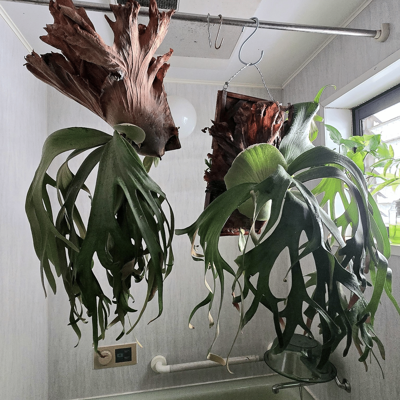 Platycerium willinckii 'YAL'｜ポチョムキン卿