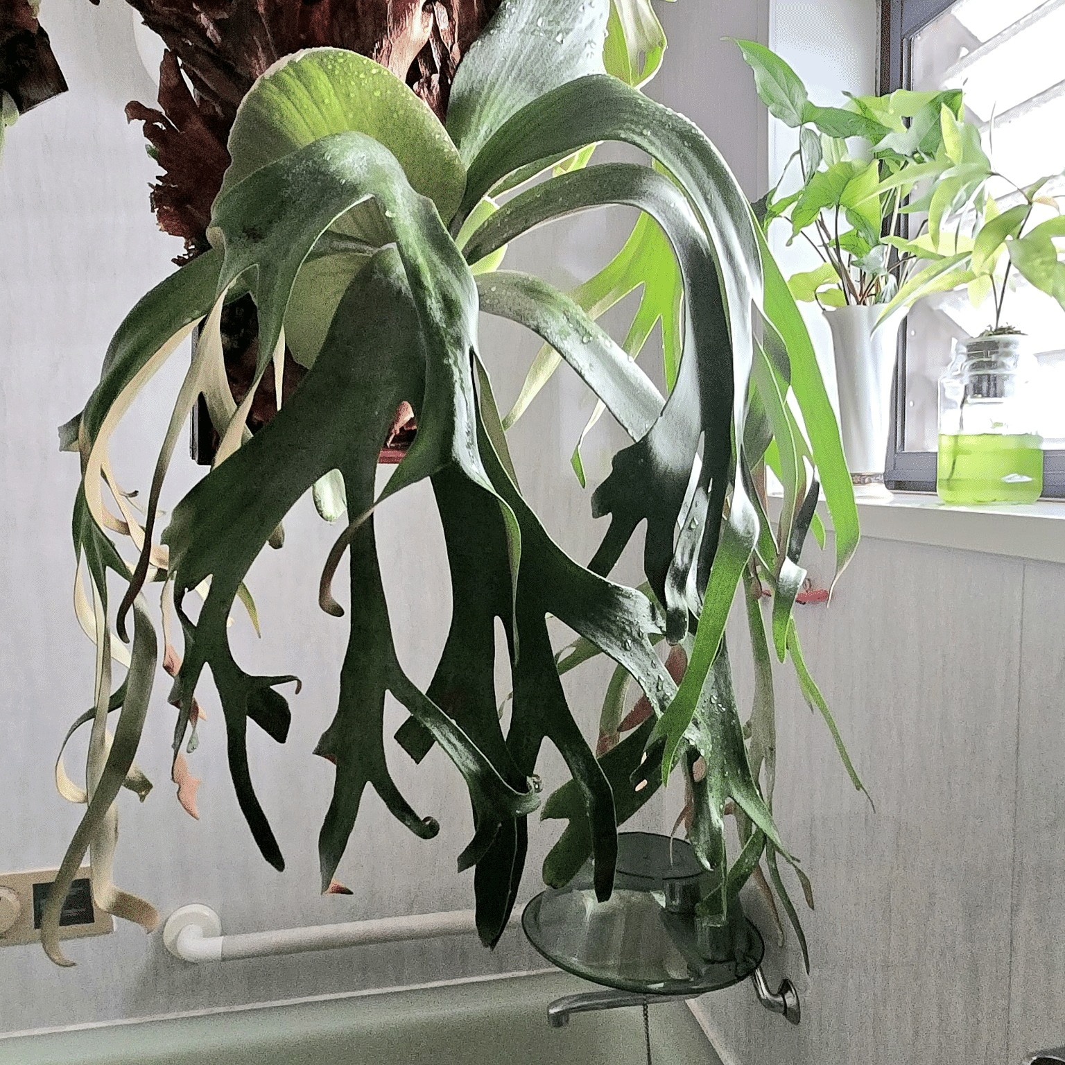 Platycerium willinckii 'YAL'｜ポチョムキン卿