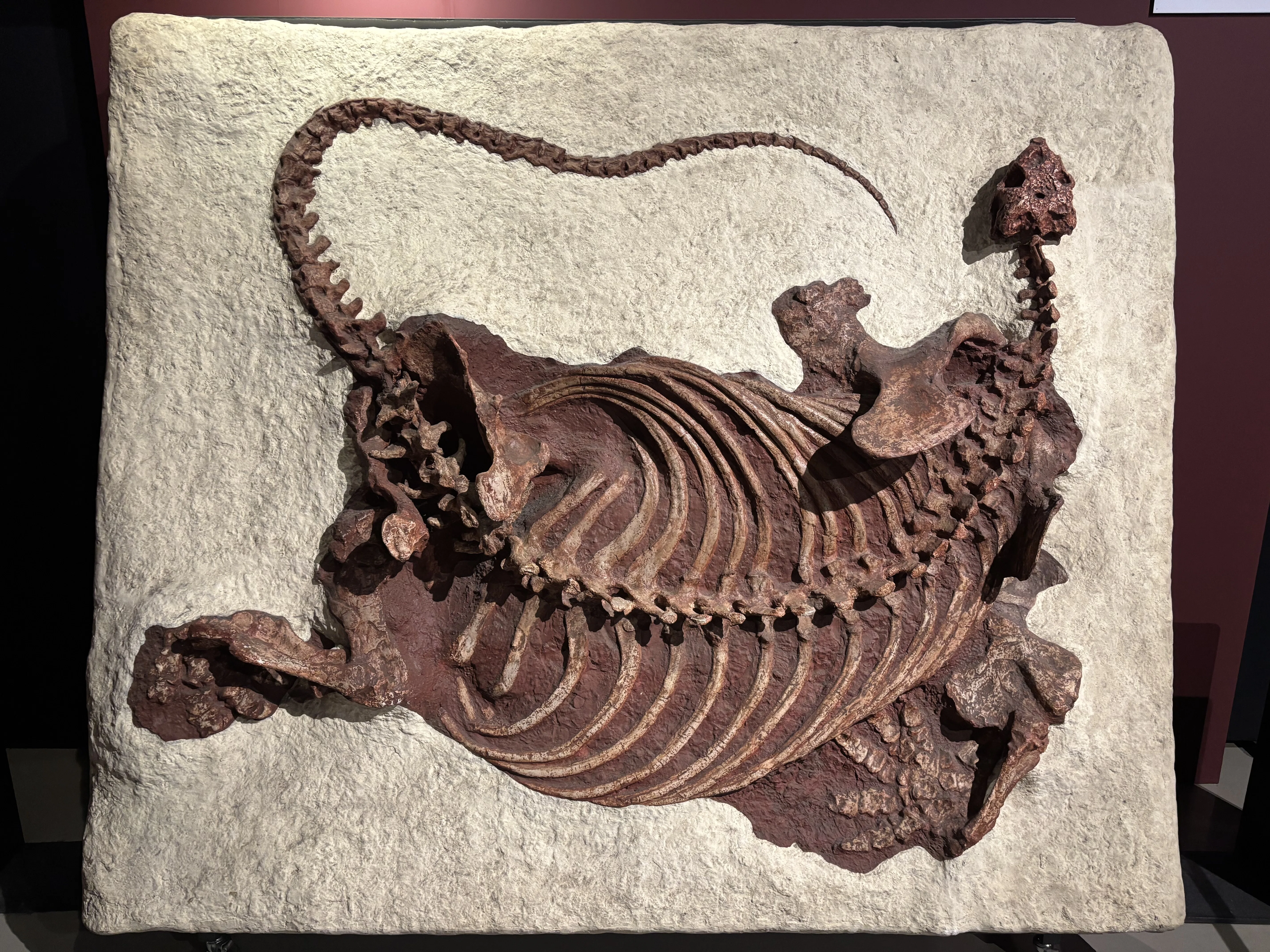 おかわり大絶滅展と企画展ワニ｜ステファニーTK