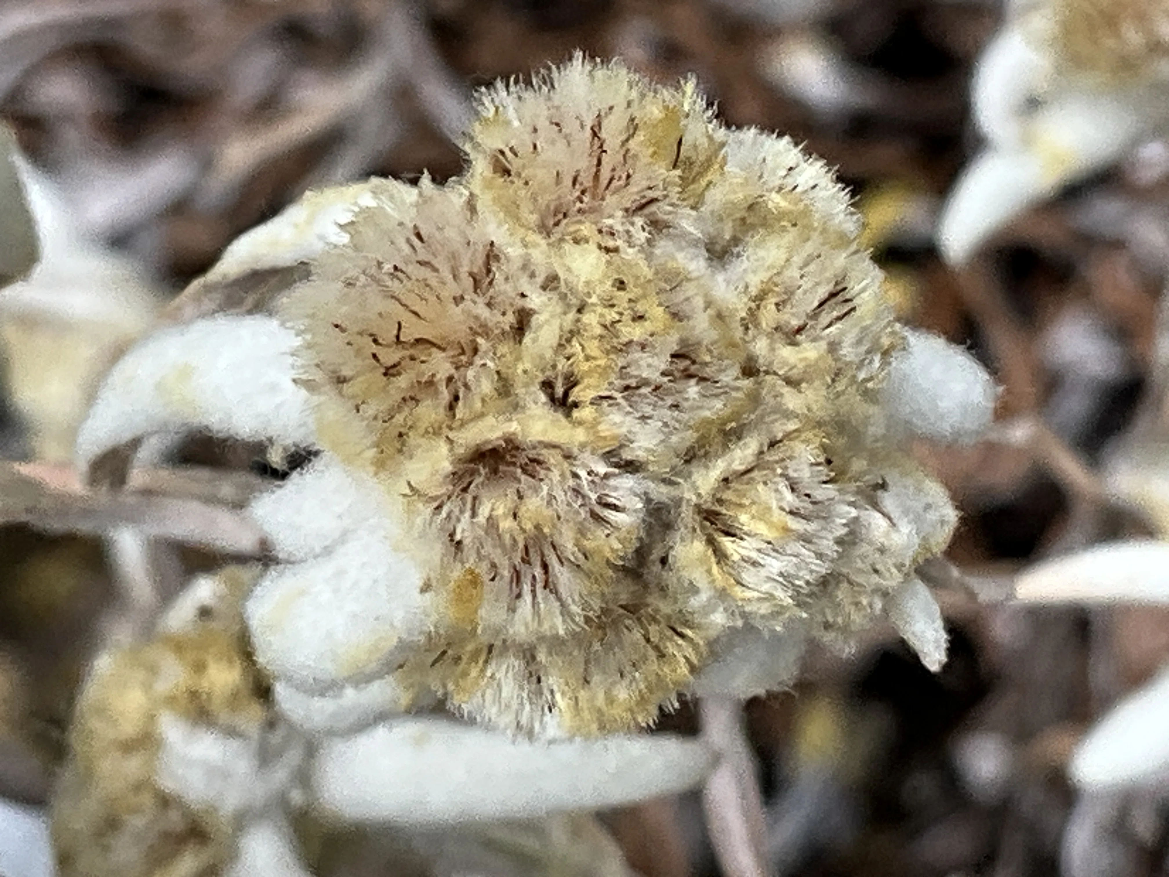 ウスユキソウ属の一種（京都府立植物園）：2026年2月13日（金）｜藤井