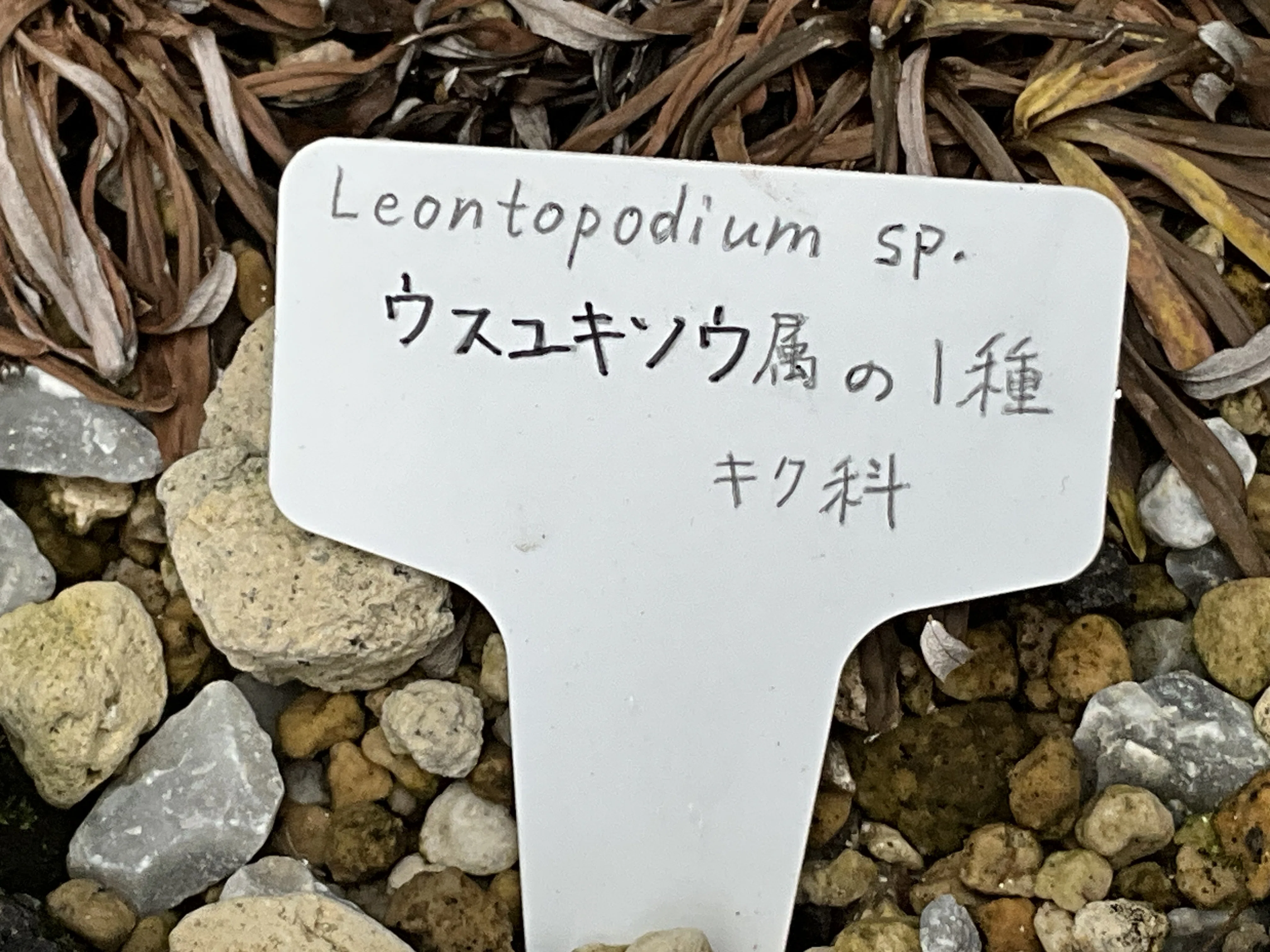 ウスユキソウ属の一種（京都府立植物園）：2026年2月13日（金）｜藤井
