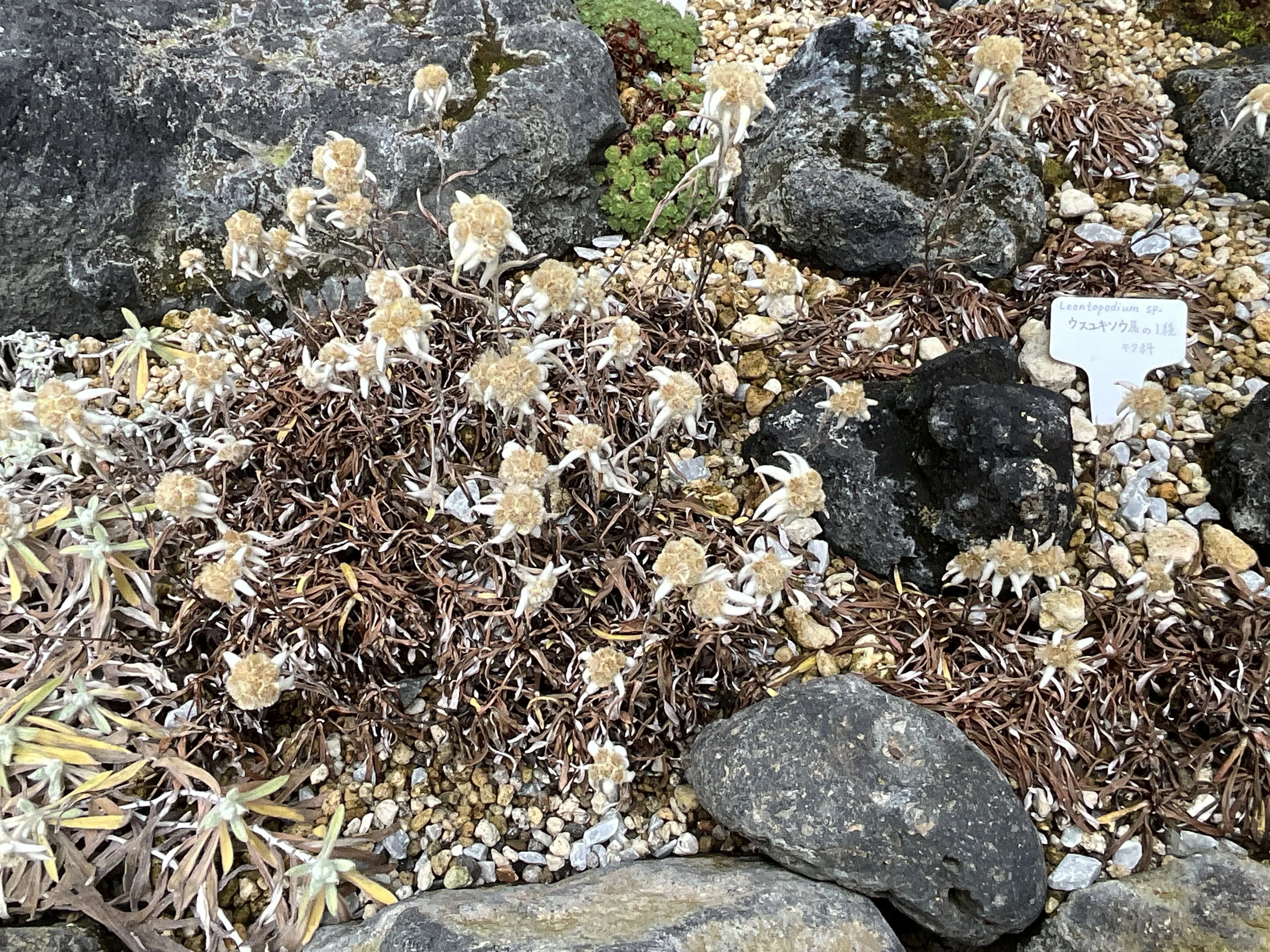 ウスユキソウ属の一種（京都府立植物園）：2026年2月13日（金）｜藤井