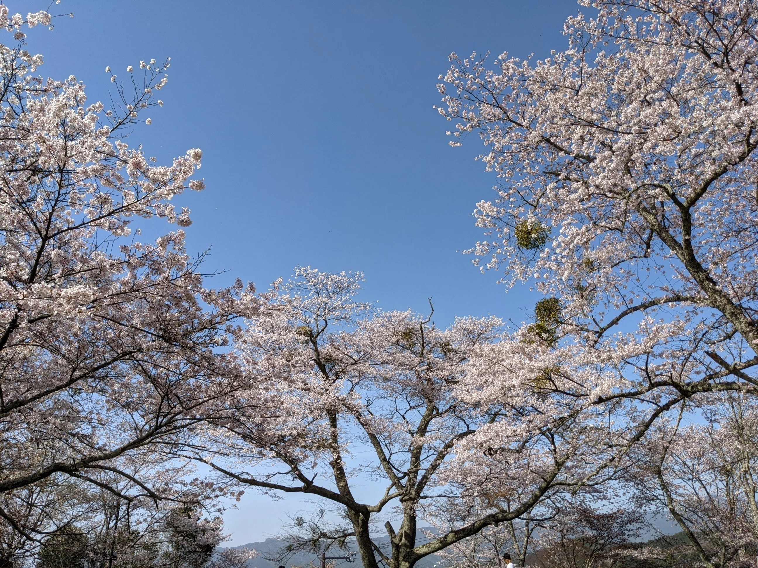 Cherry Blossom Viewing Guide for Guests Staying at 'Chochin no