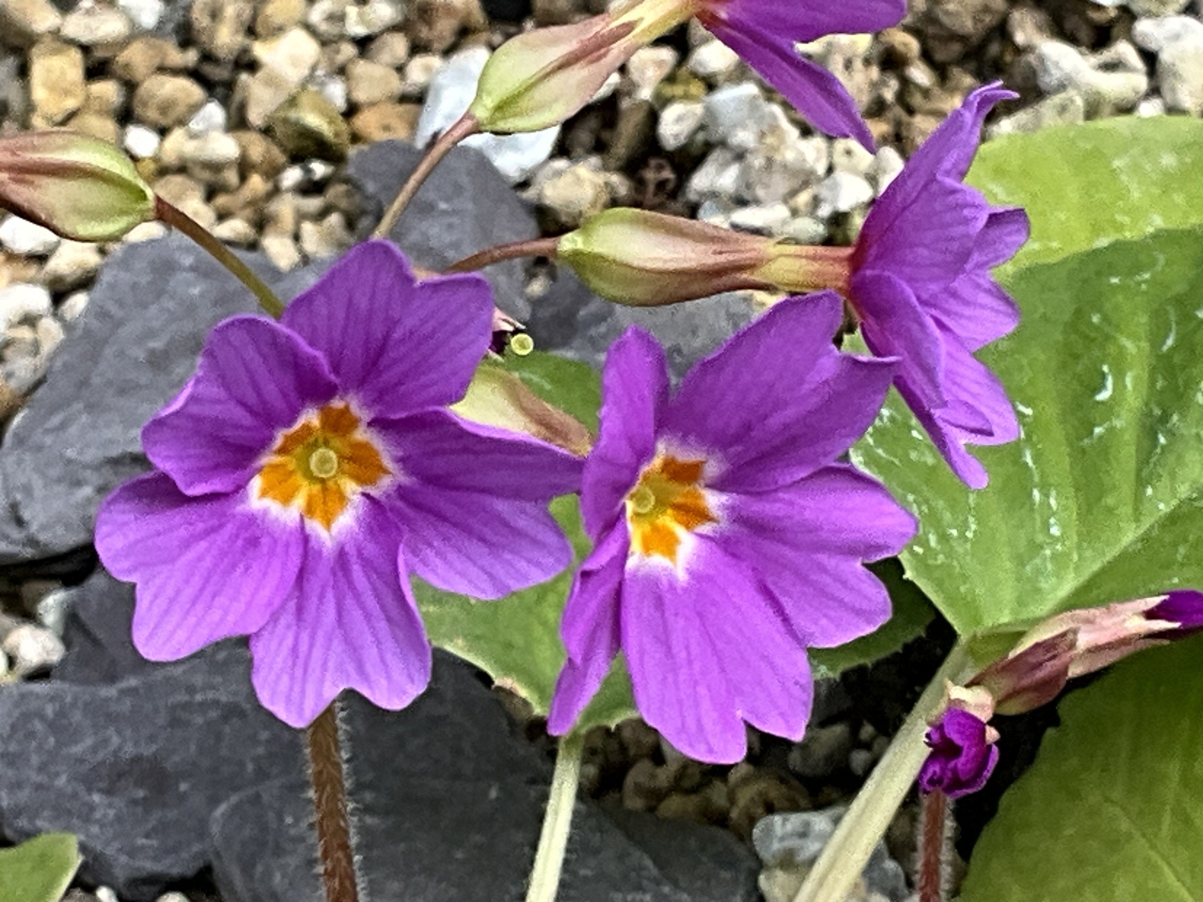 プリムラ・メガセイフォリア（京都府立植物園）：2026年2月12日（木