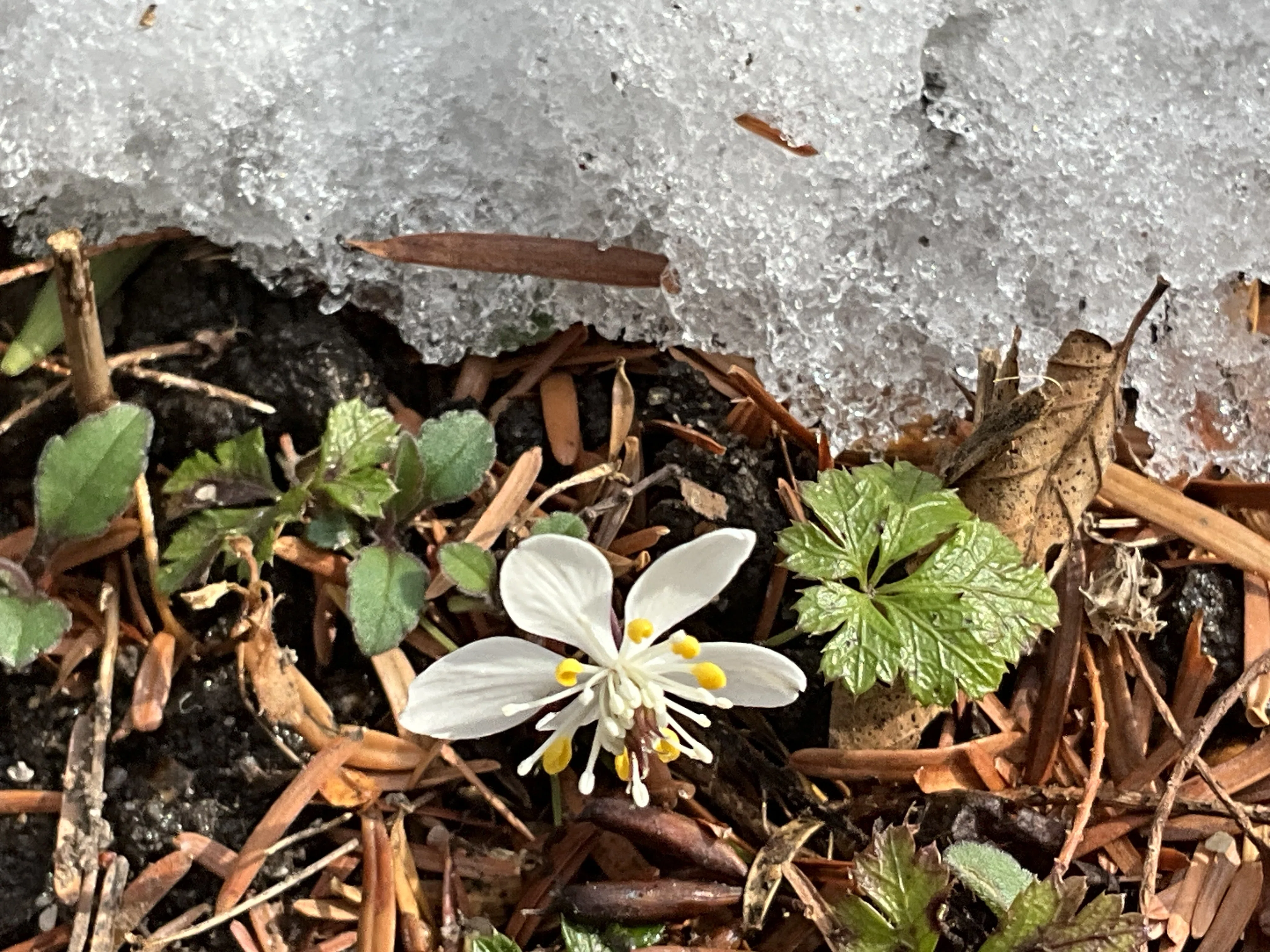 降雪後のセツブンソウたち（京都府立植物園）：2026年2月10日（火
