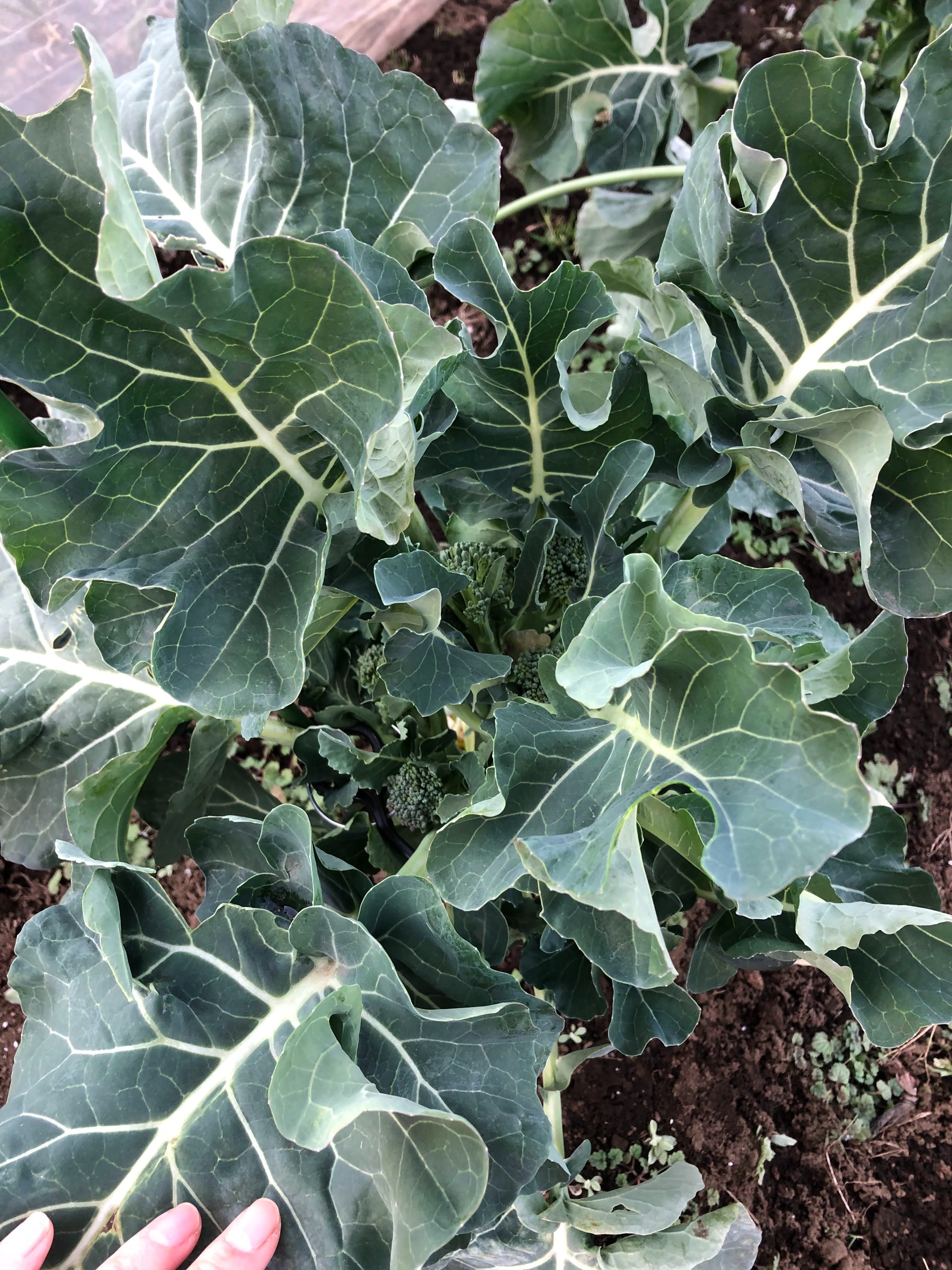 畑の記録～冬編・スティックセニョールと野性的なルッコラが良い