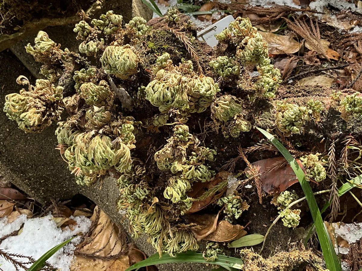 乾けば結ぶ岩上のイワヒバ（京都府立植物園）：2026年2月7日（土 