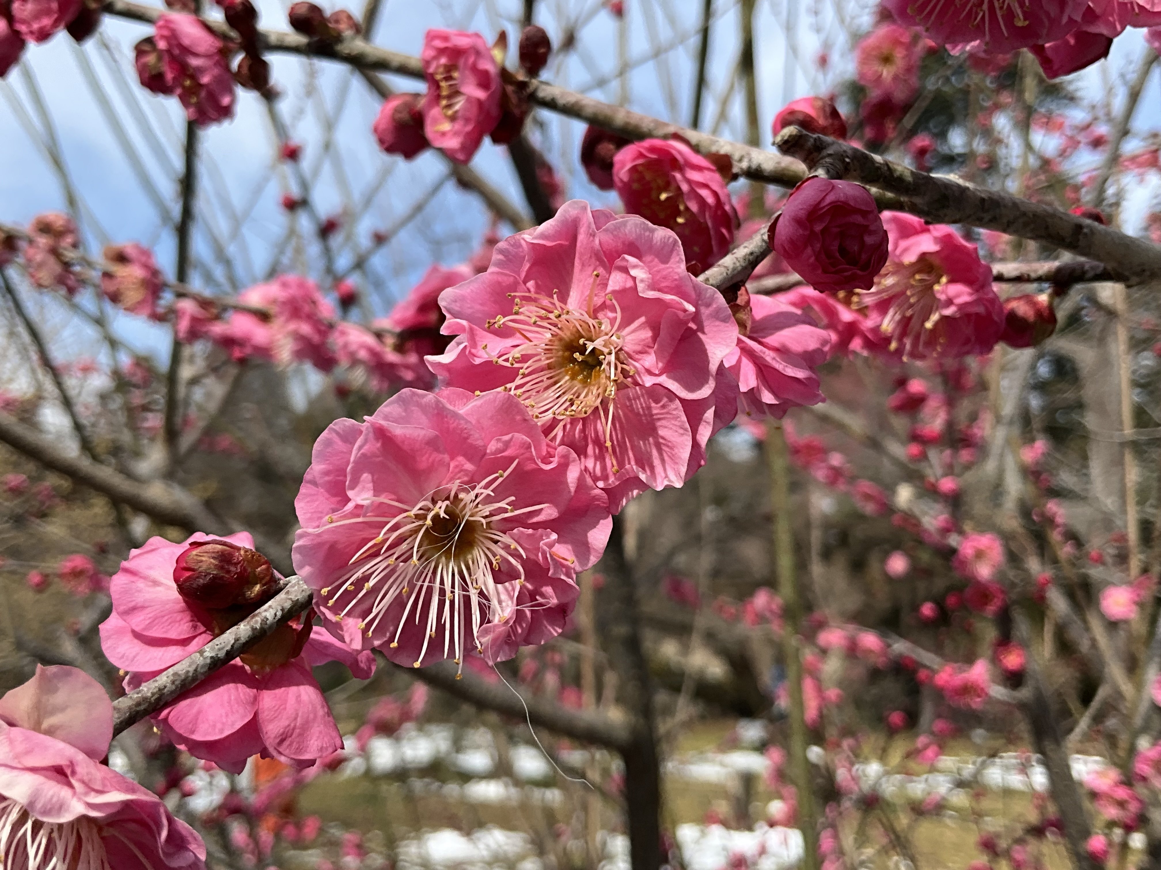 満開の梅の八重寒紅（京都府立植物園）：2026年2月10日（火）｜藤井