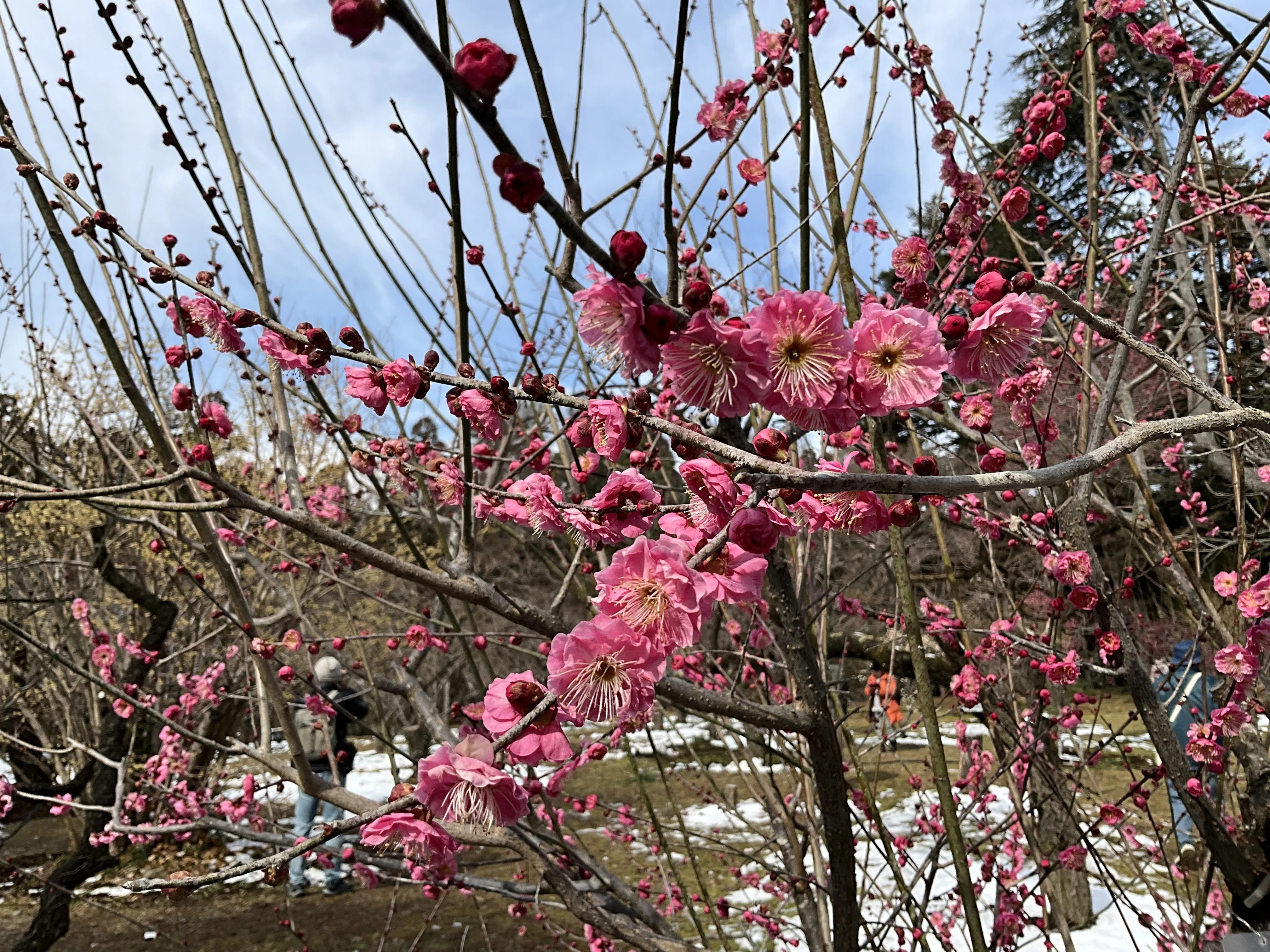 満開の梅の八重寒紅（京都府立植物園）：2026年2月10日（火）｜藤井