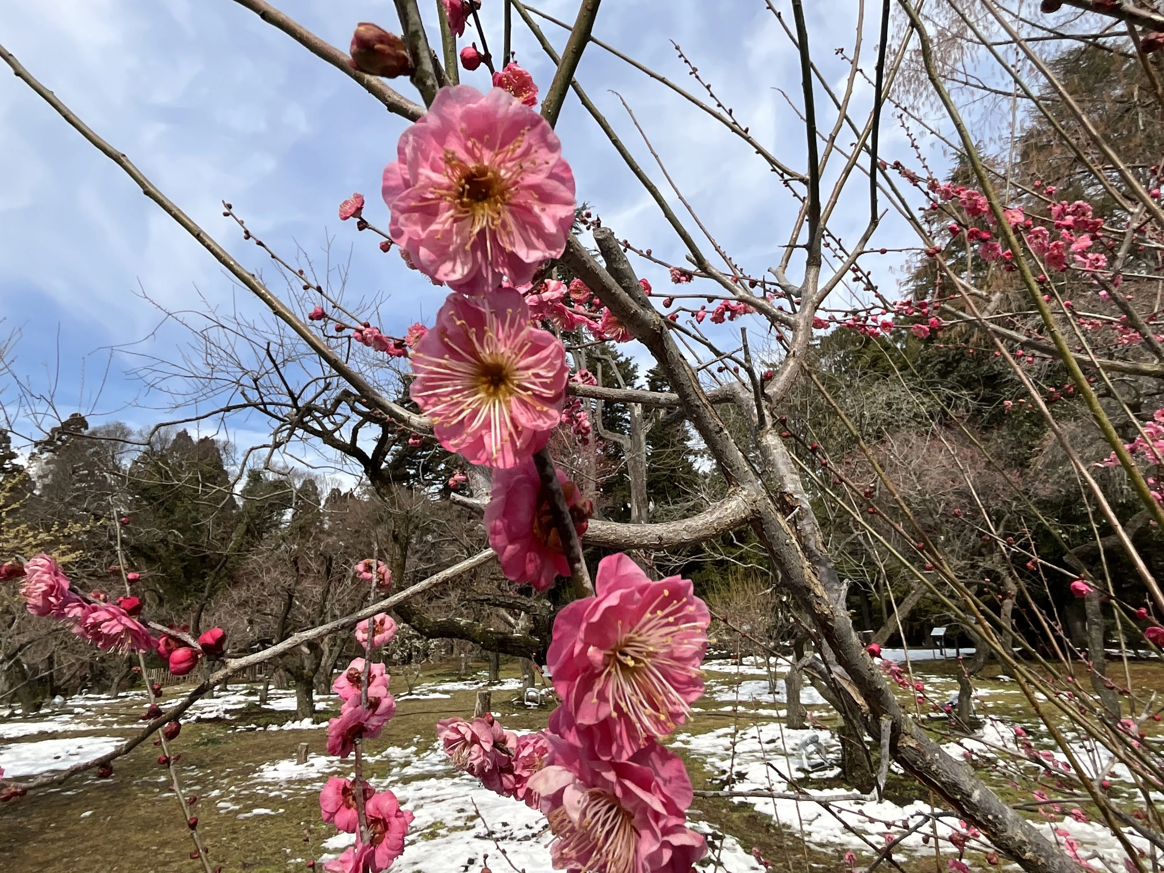 満開の梅の八重寒紅（京都府立植物園）：2026年2月10日（火）｜藤井