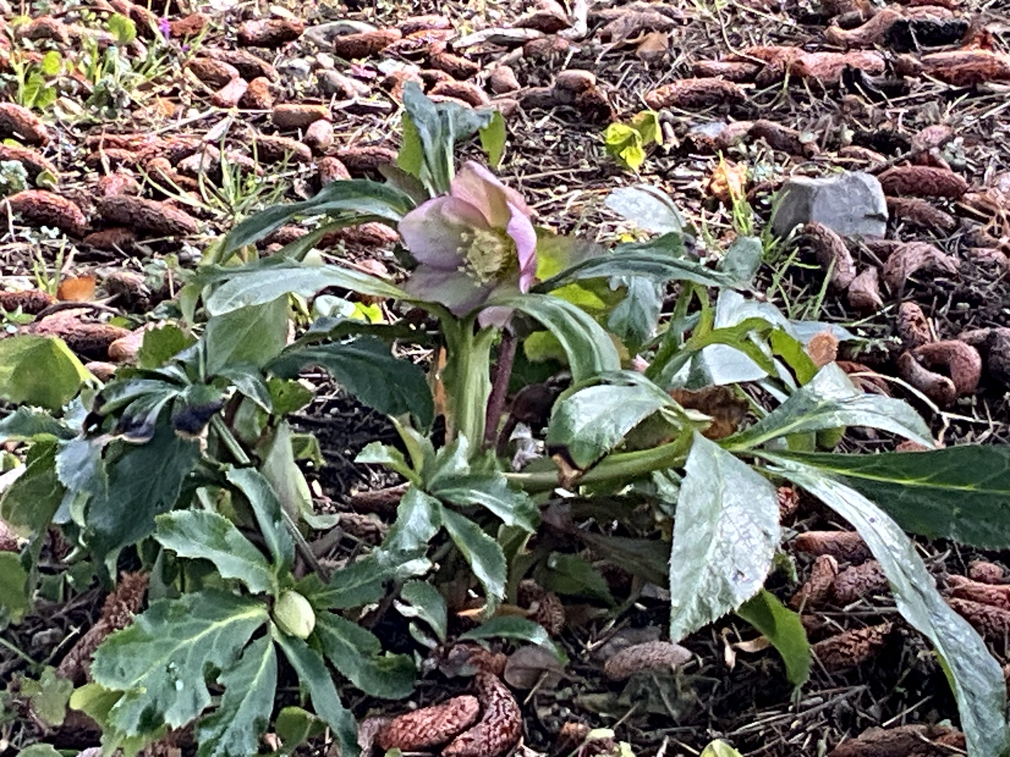 クリスマスローズ（京都府立植物園）：2026年2月11日（水）｜藤井秀昭