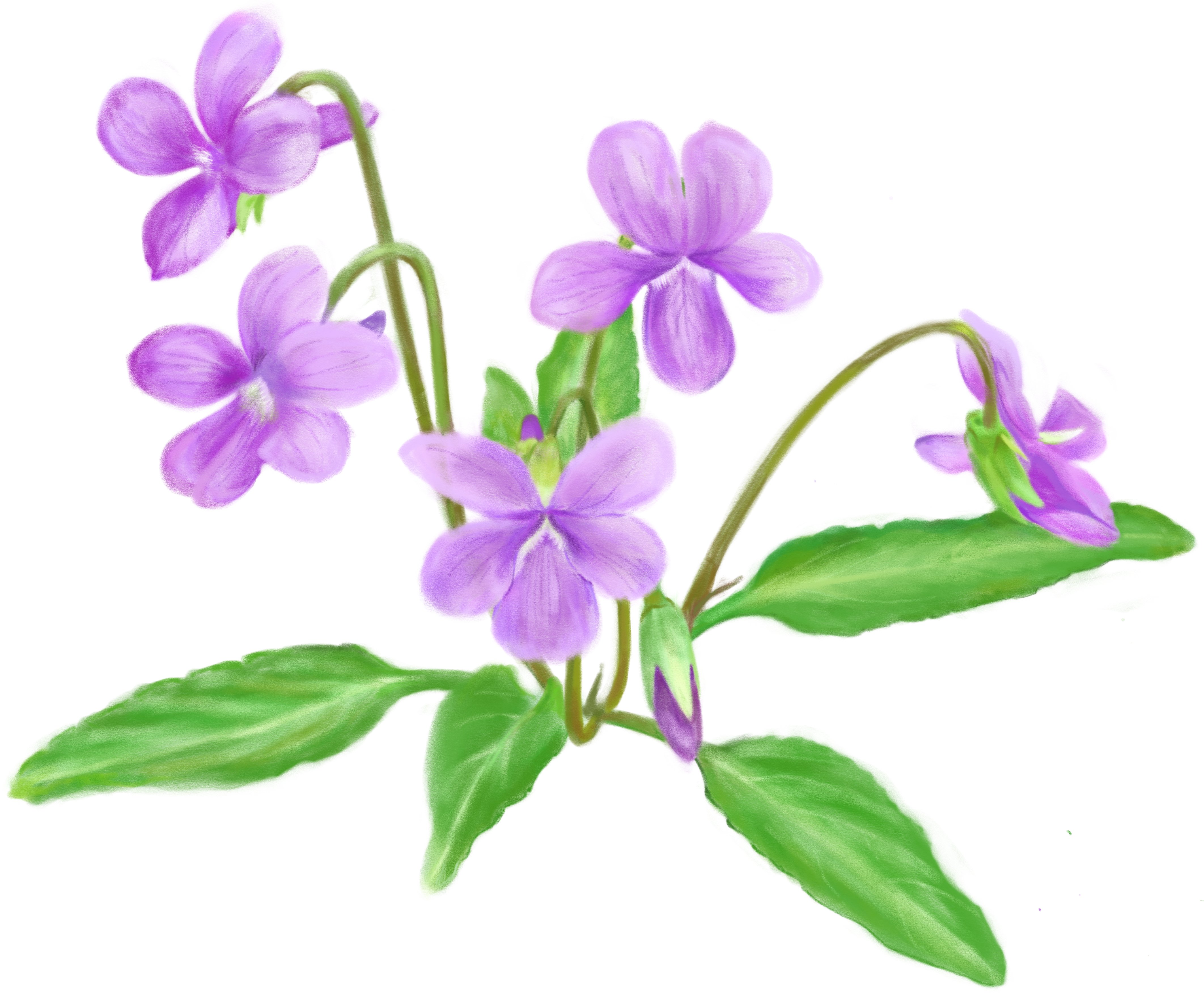 すみれのイラスト｜るみあ