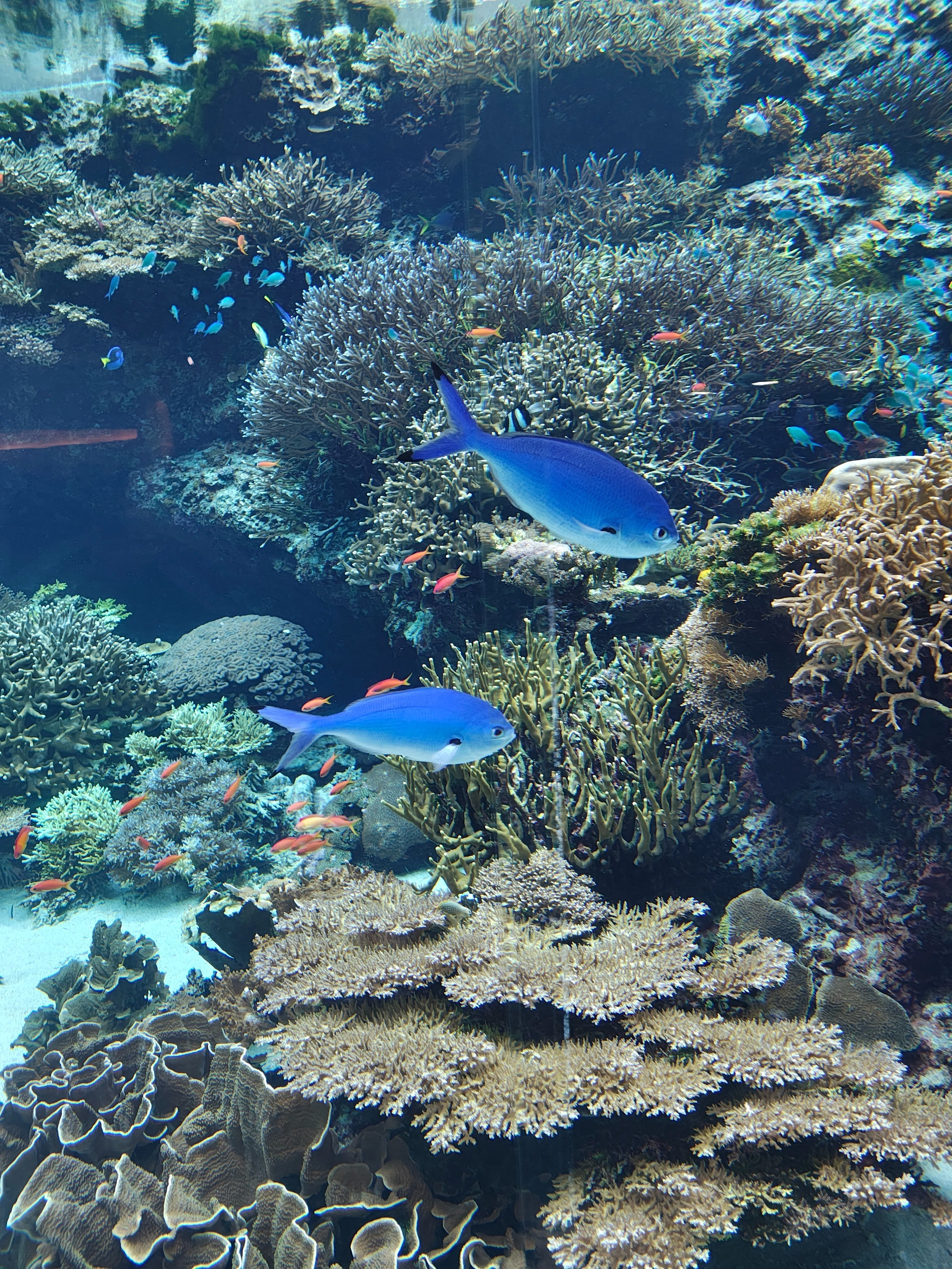 美ら海水族館で思ったこと｜cedar21