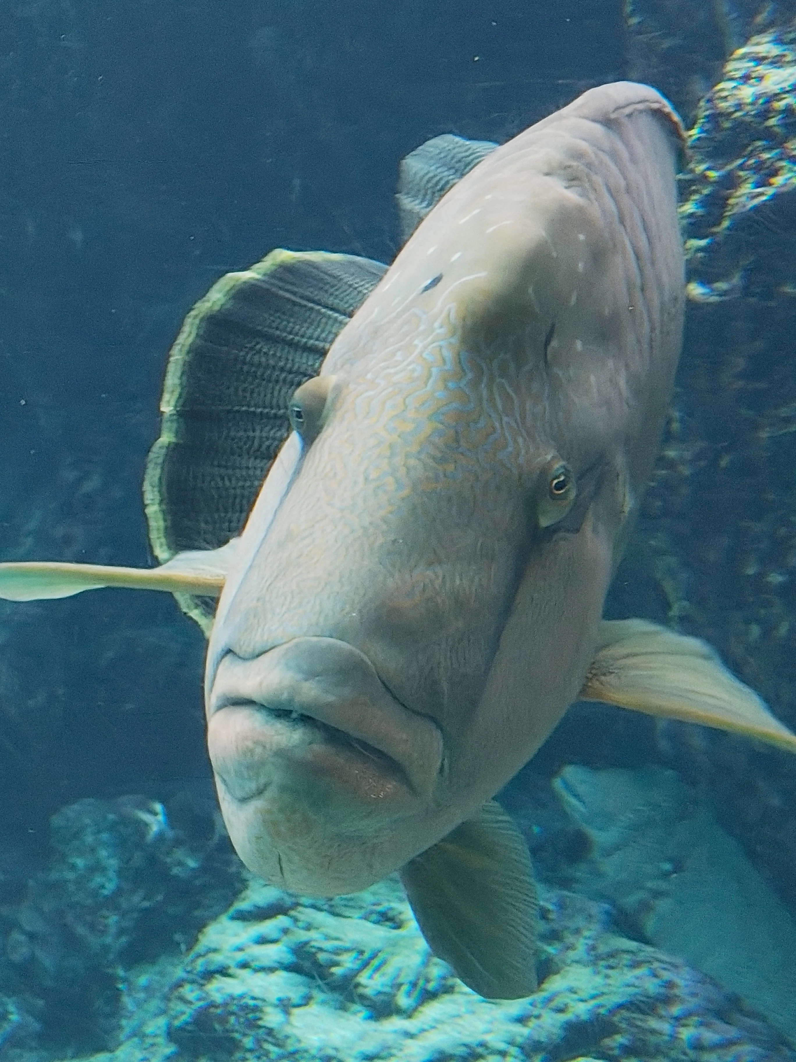 美ら海水族館で思ったこと｜cedar21
