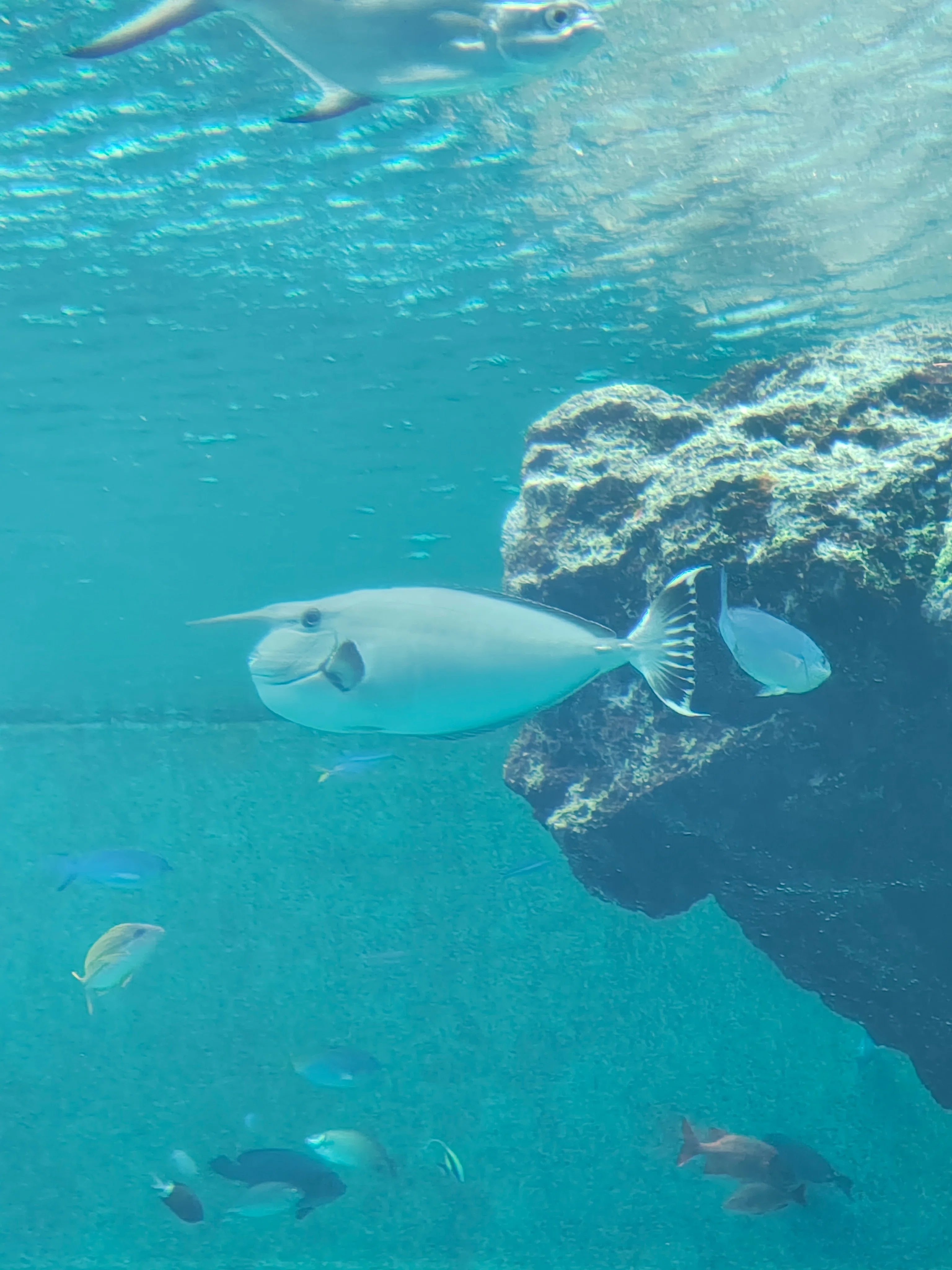 美ら海水族館で思ったこと｜cedar21