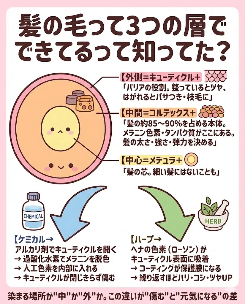 ヘナ 髪の3層構造 キューティクル コルテックス ケミカルカラー ハーブカラー 違い 図解