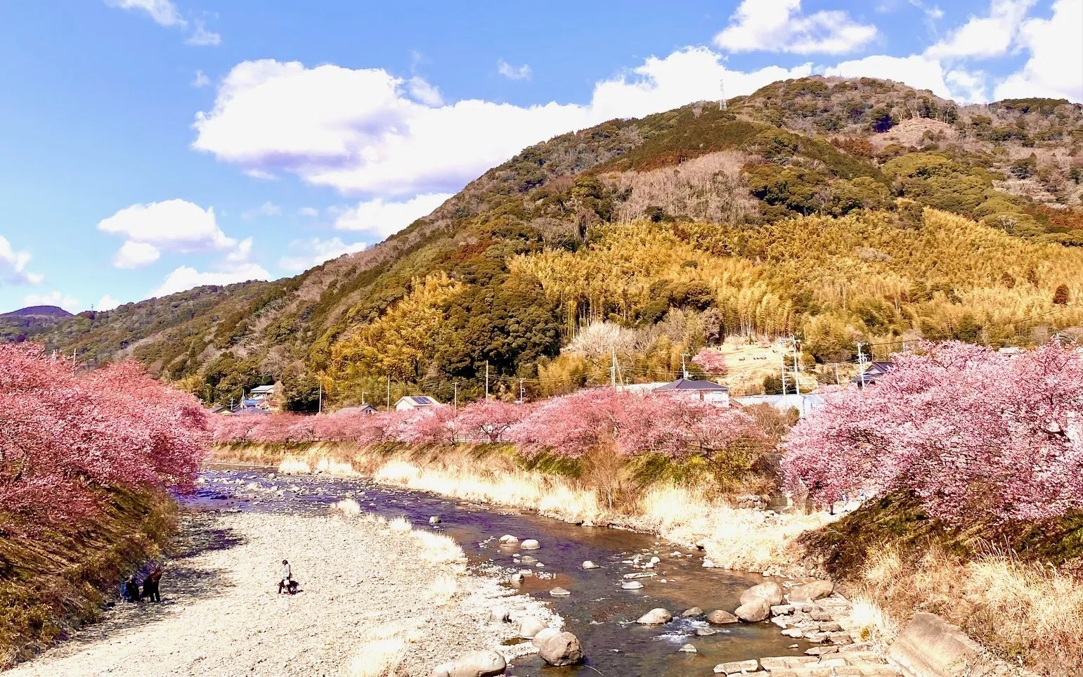 2月下旬頃花期を迎える早咲きの河津桜。原木は静岡県伊豆河津町、京都