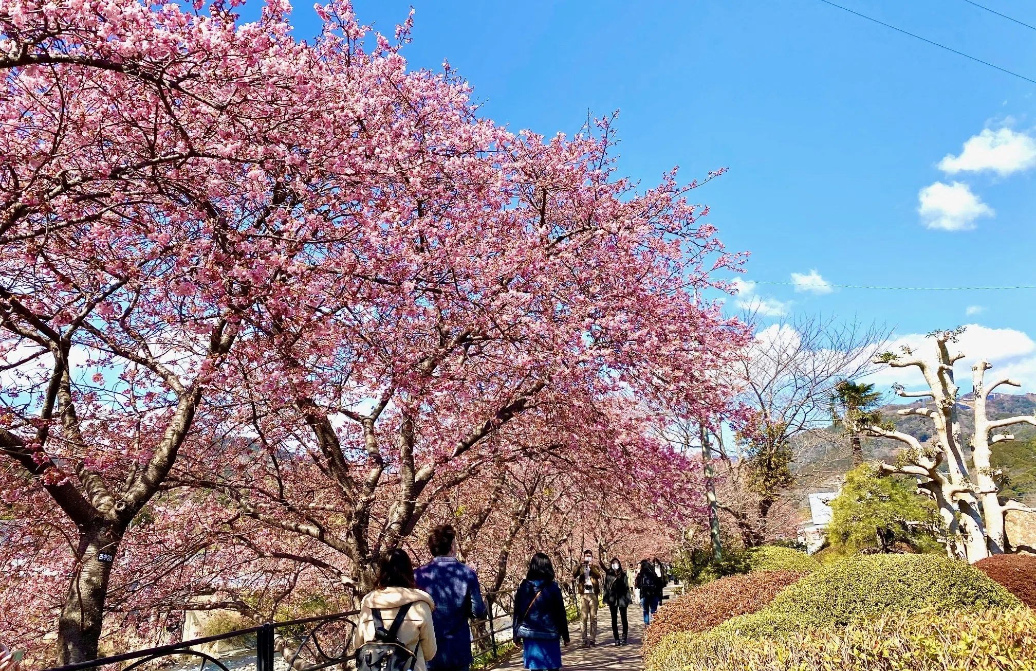 2月下旬頃花期を迎える早咲きの河津桜。原木は静岡県伊豆河津町、京都