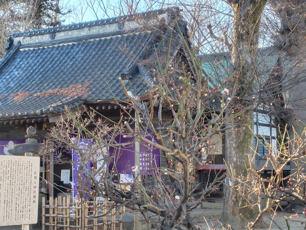佐間天神社の梅