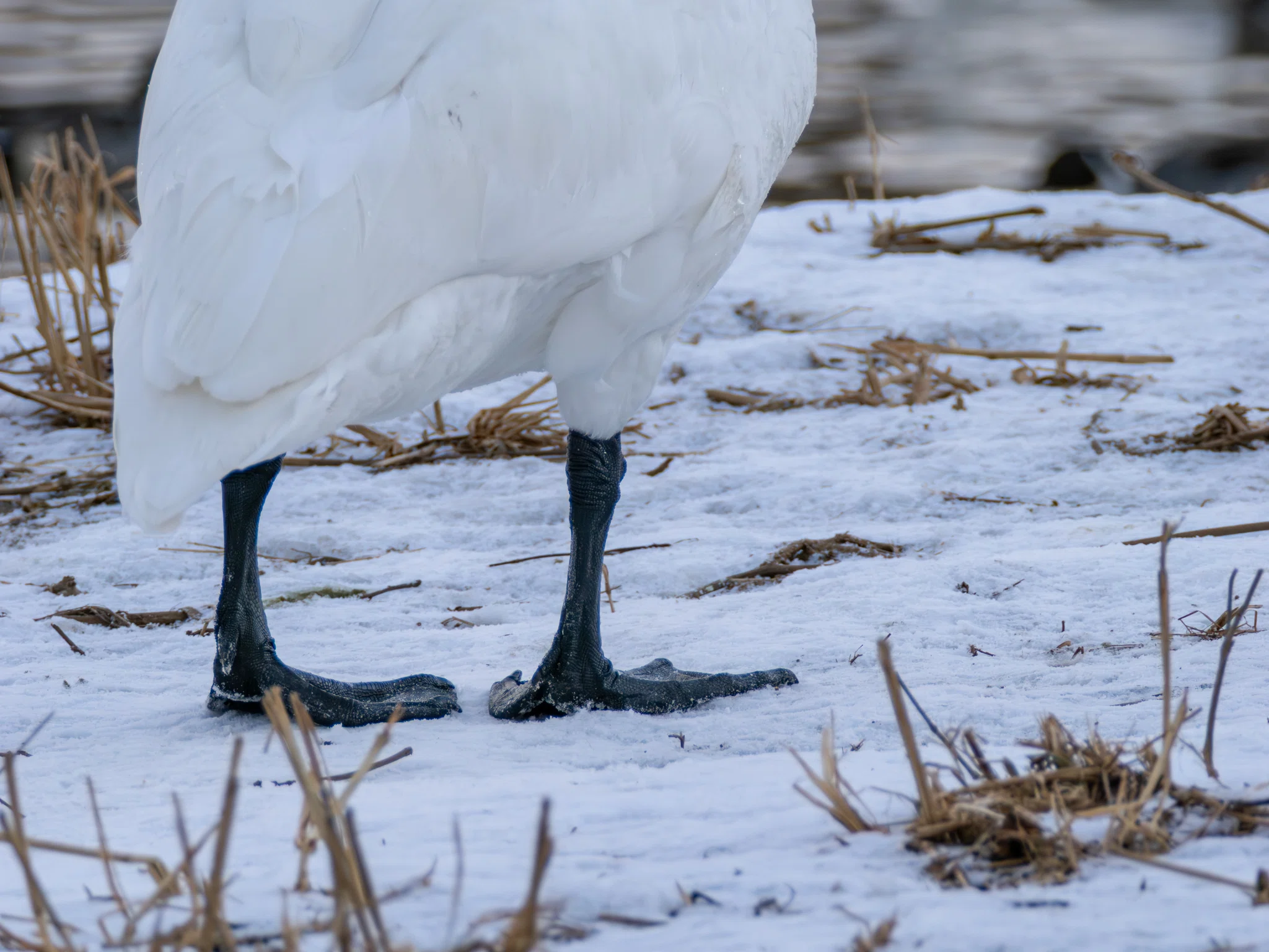 早朝の白鳥観察。｜やま