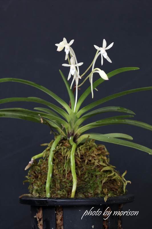富貴蘭「光明殿」の花（過去の画像倉庫から）｜KJ Morison