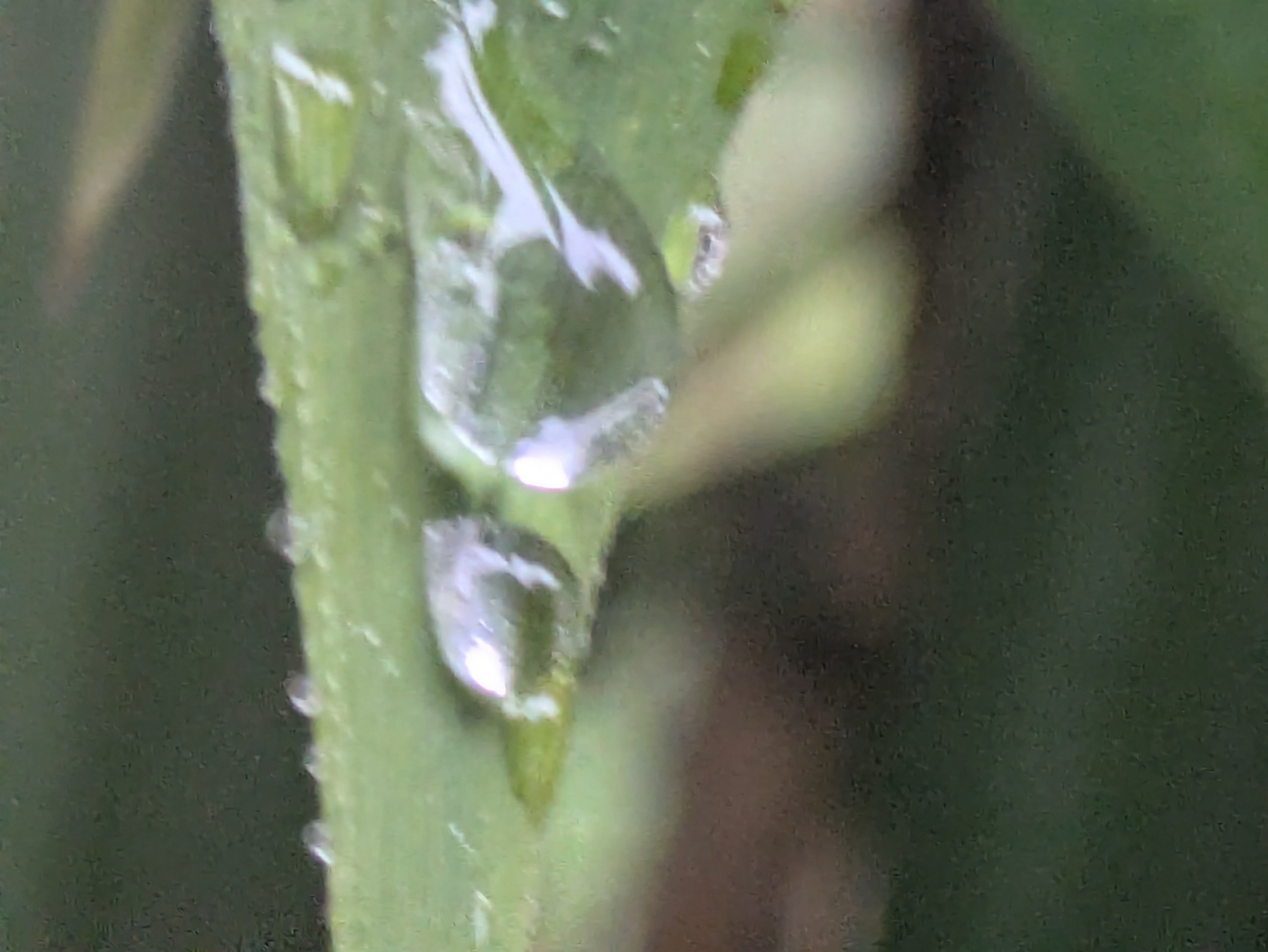 今朝の水滴｜ichiro70