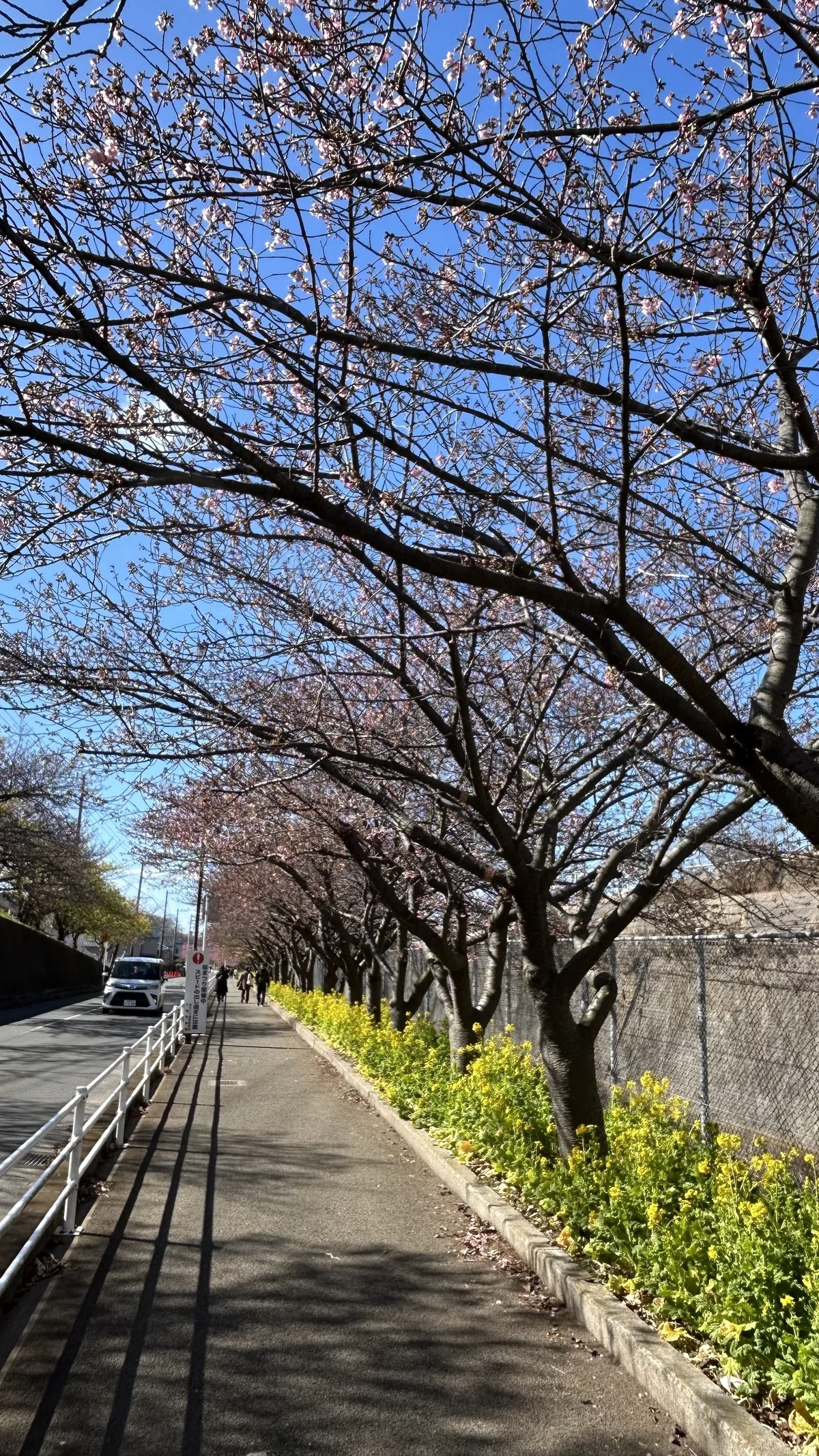 三浦海岸・河津桜まつり 【60代からの安心ガイド】迷わない行き方 