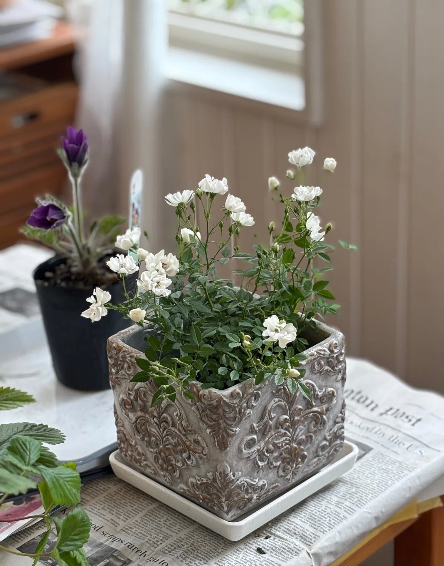 ♦鉢植え 苗色々(全て処分予定です)❄何方か可愛がって下さいね？ 植木鉢は人間にとってのお洋服か靴くらい重要だと思う｜sola og planta