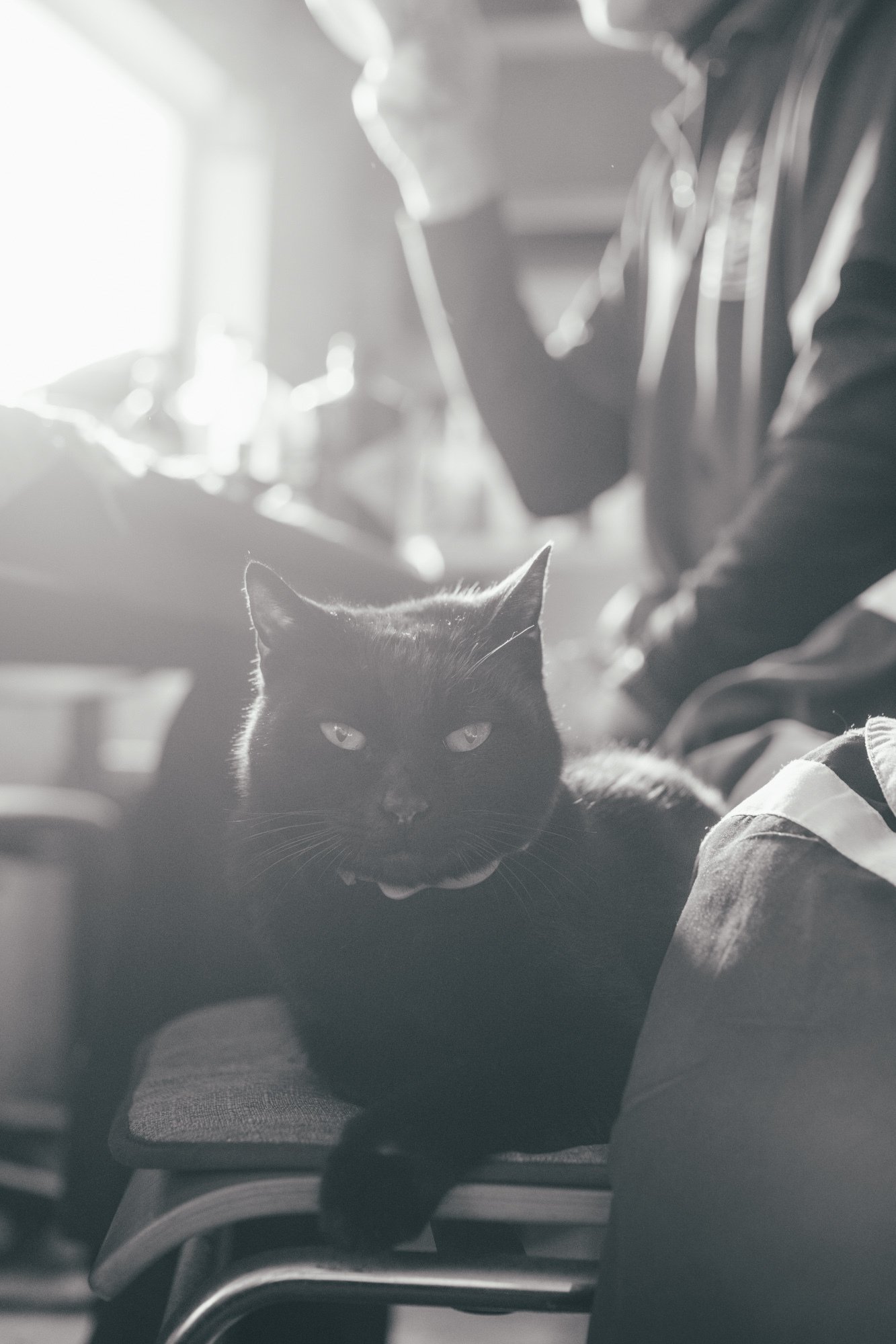 モノクロで撮る、クロネコたち｜にしお家