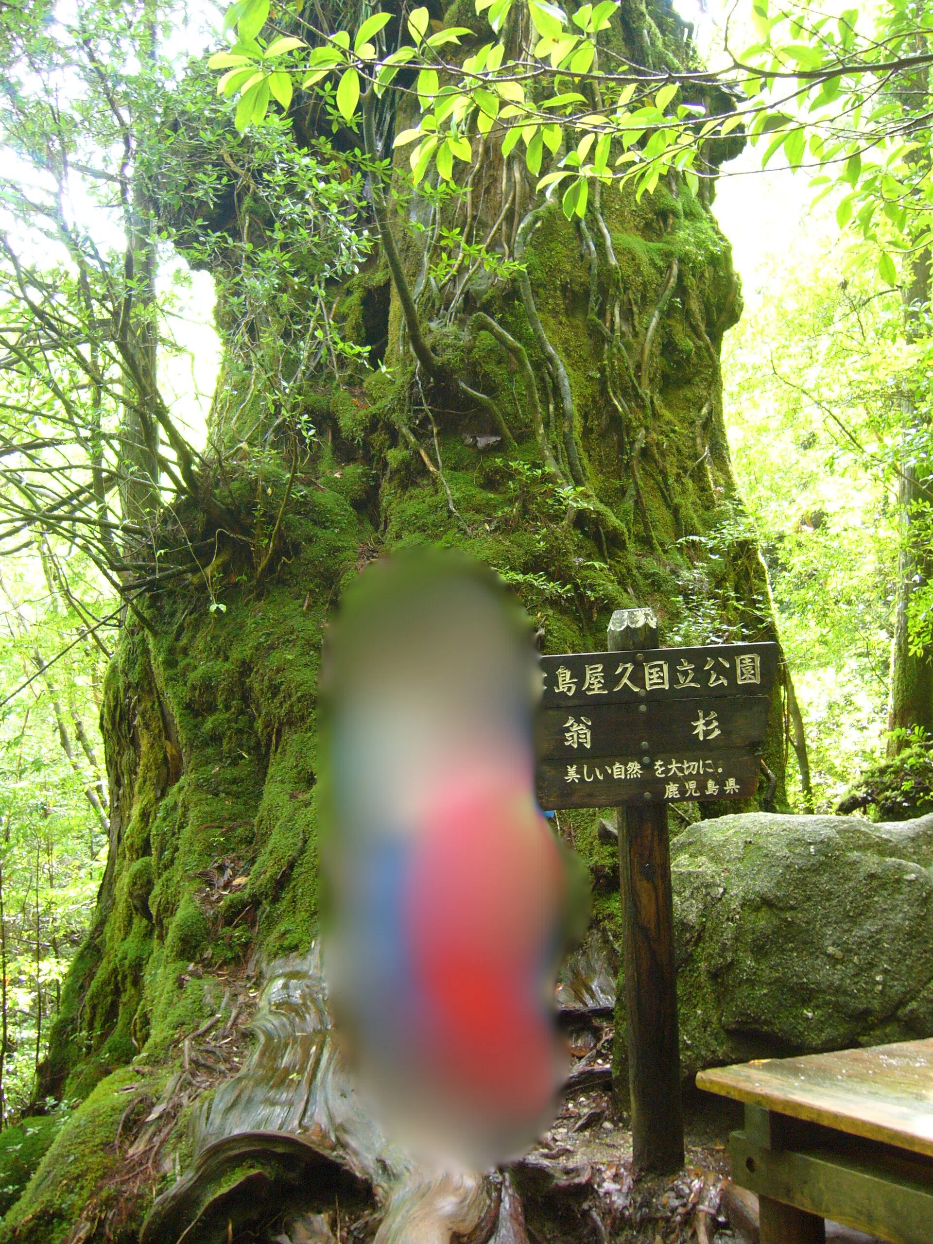 もののけ姫の舞台を歩く、屋久島の旅 ｜ ②縄文杉｜きぬ日和｜国内旅行