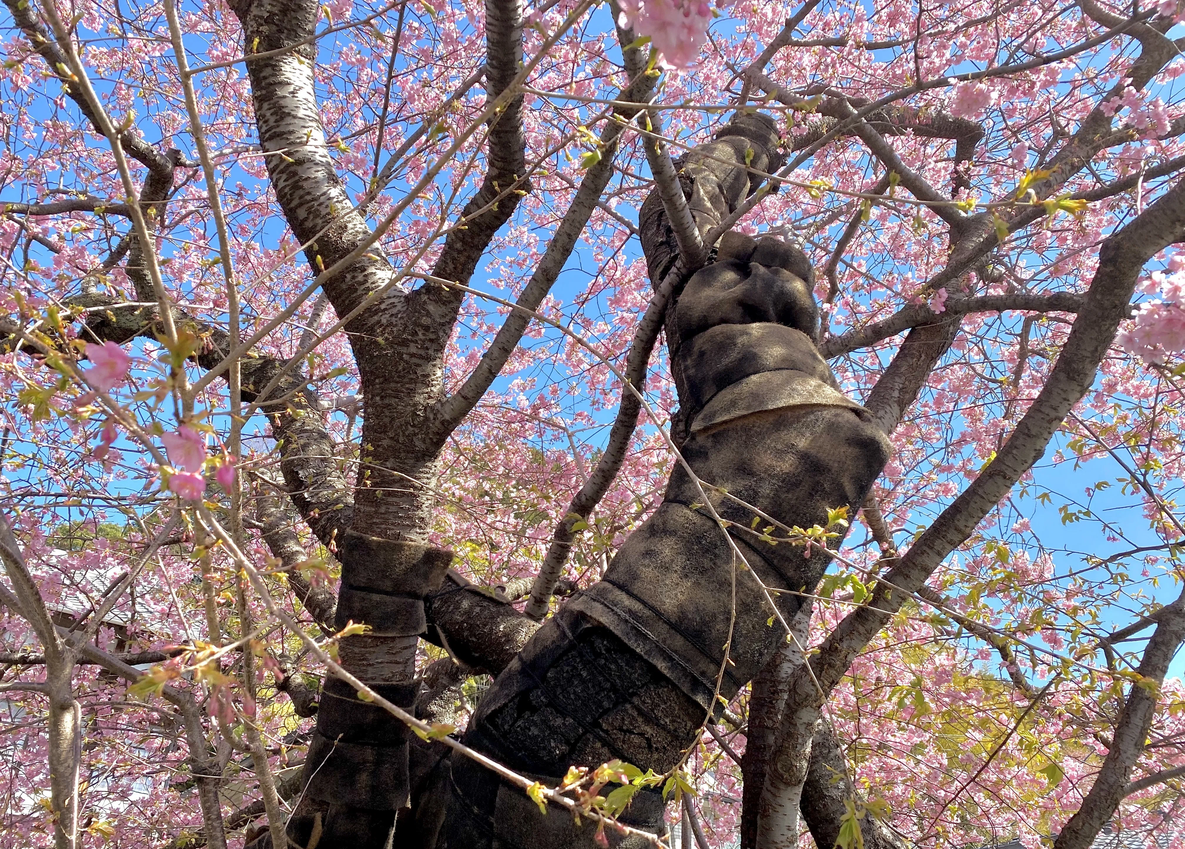 2月下旬頃花期を迎える早咲きの河津桜。原木は静岡県伊豆河津町、京都