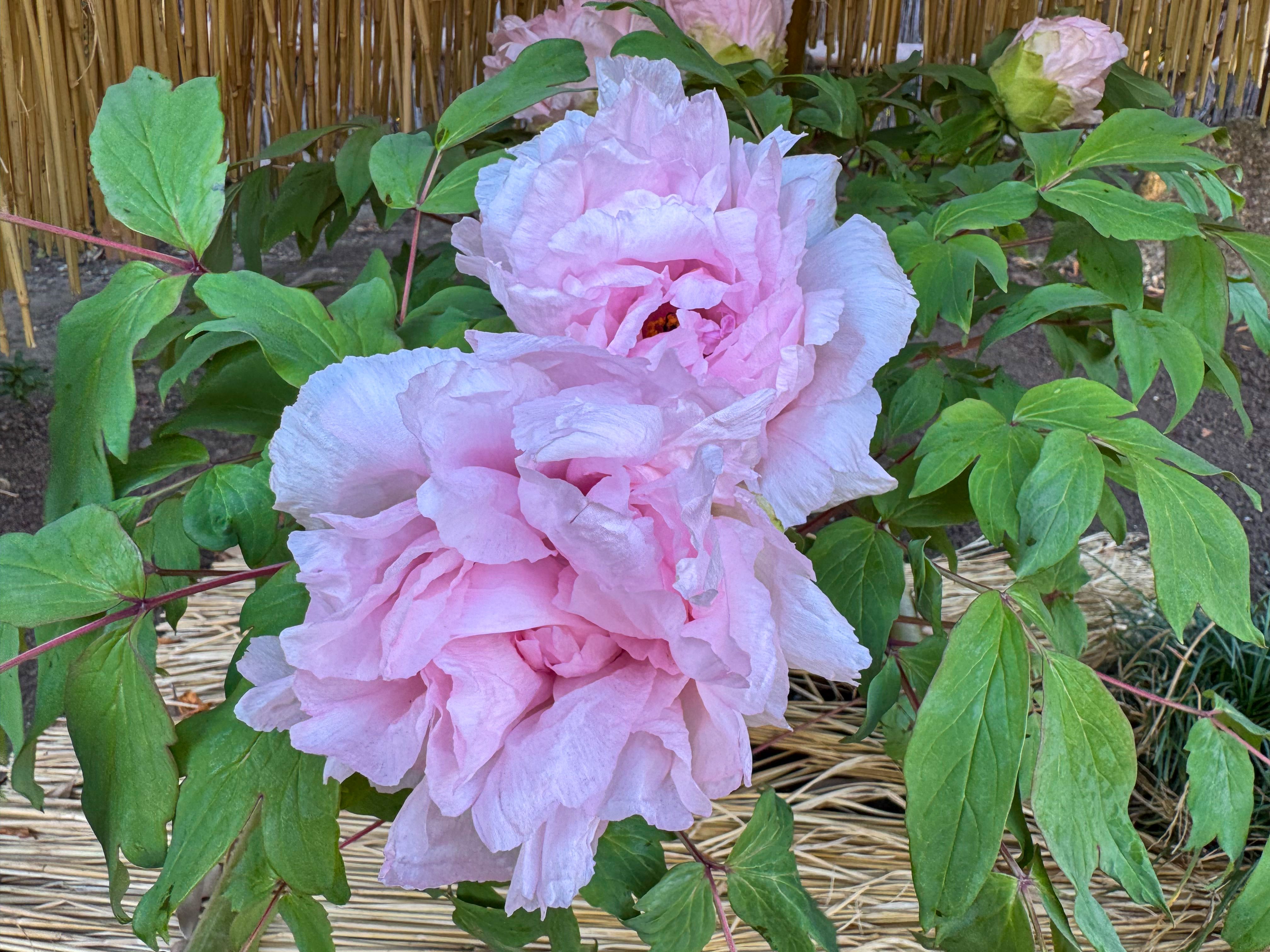 冬ボタン見頃｜Cressonboy