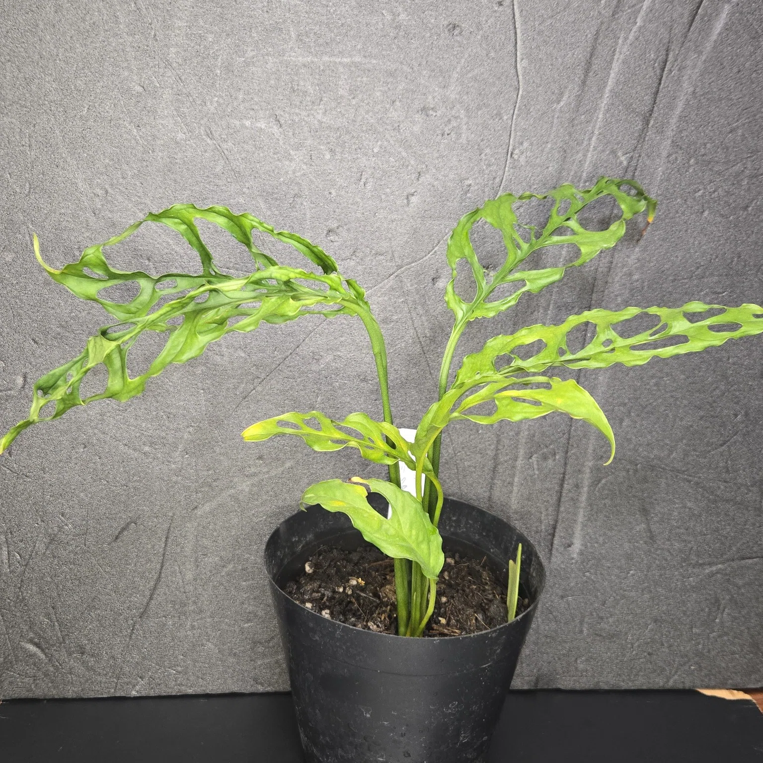 モンステラ obliqua モンステラ・オブリクア・ペルー（Monstera 