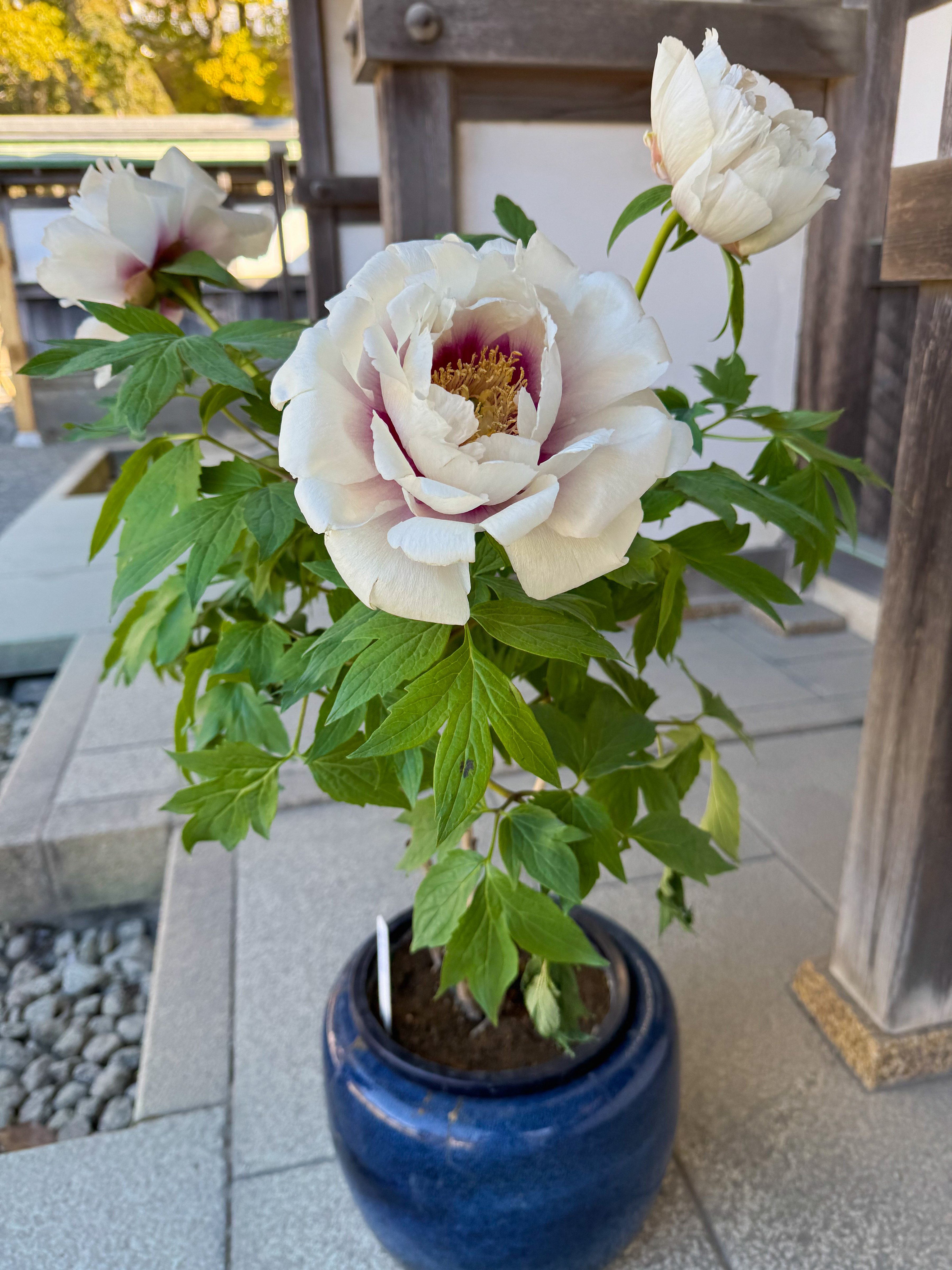 冬ボタン見頃｜Cressonboy