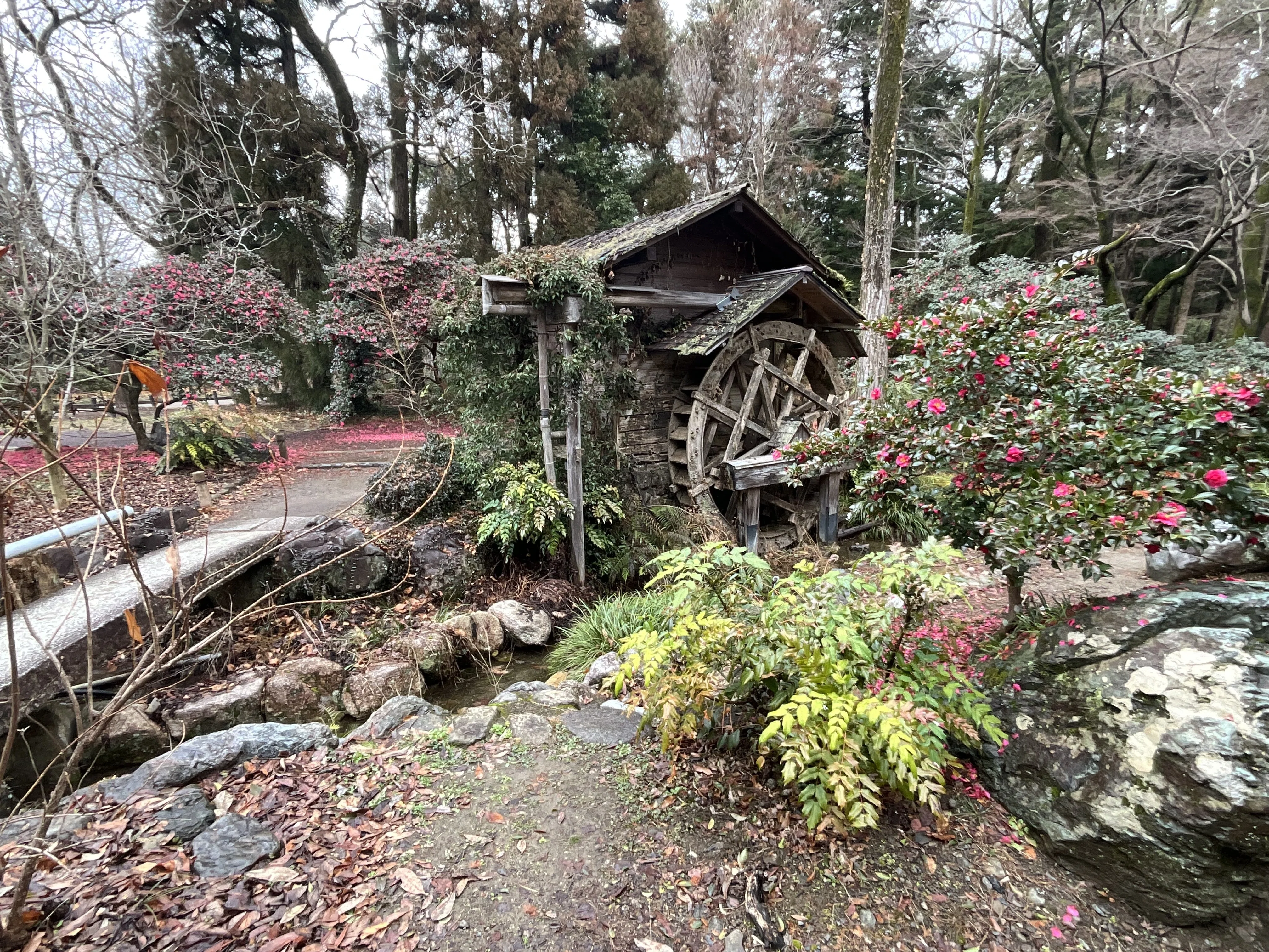 水車とサザンカ（京都府立植物園）：2026年2月11日（水）｜藤井秀昭