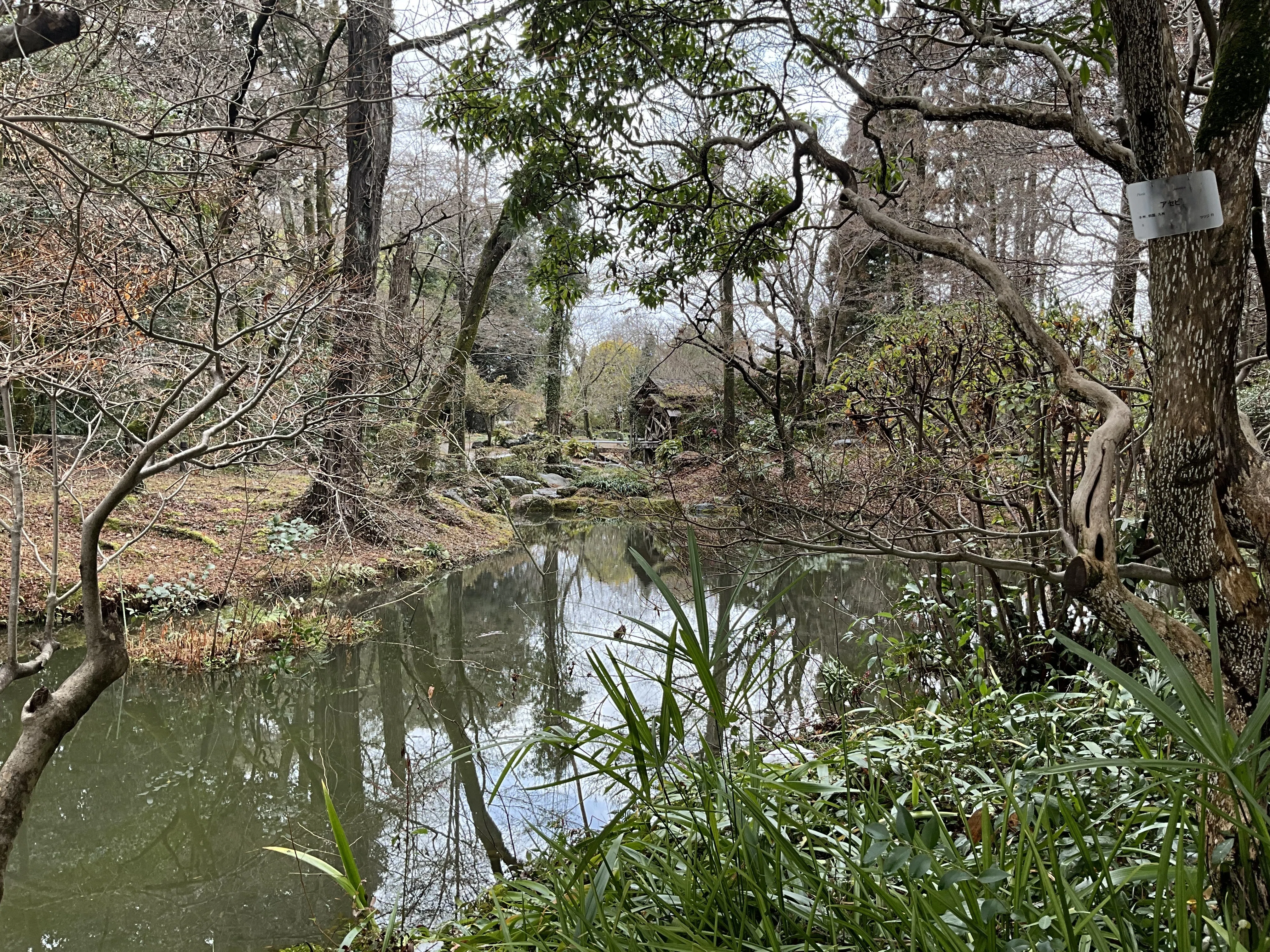 水車とサザンカ（京都府立植物園）：2026年2月11日（水）｜藤井秀昭