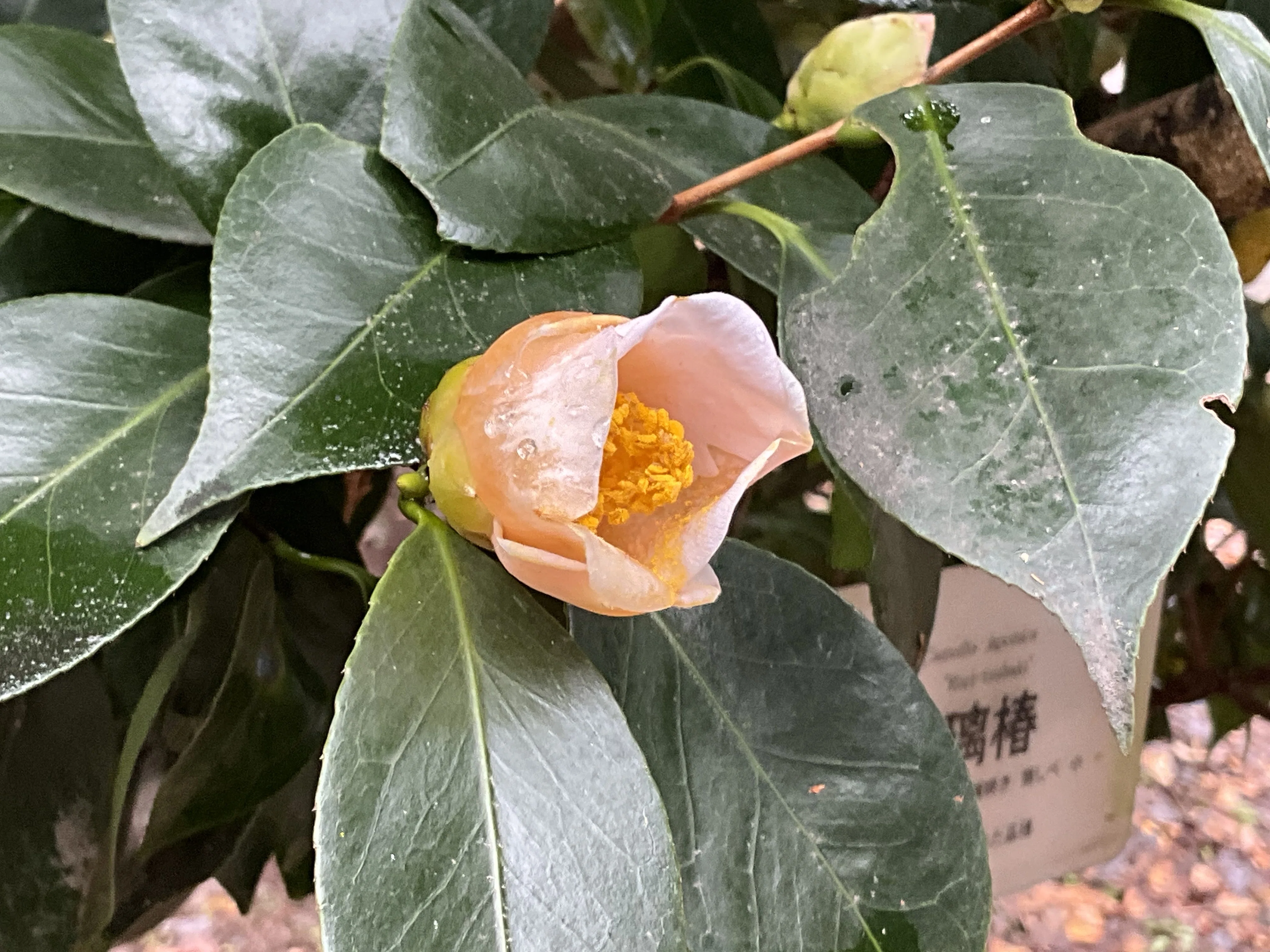 瑠璃椿・乙女椿・梅ヶ香（京都府立植物園）：2026年2月11日（水