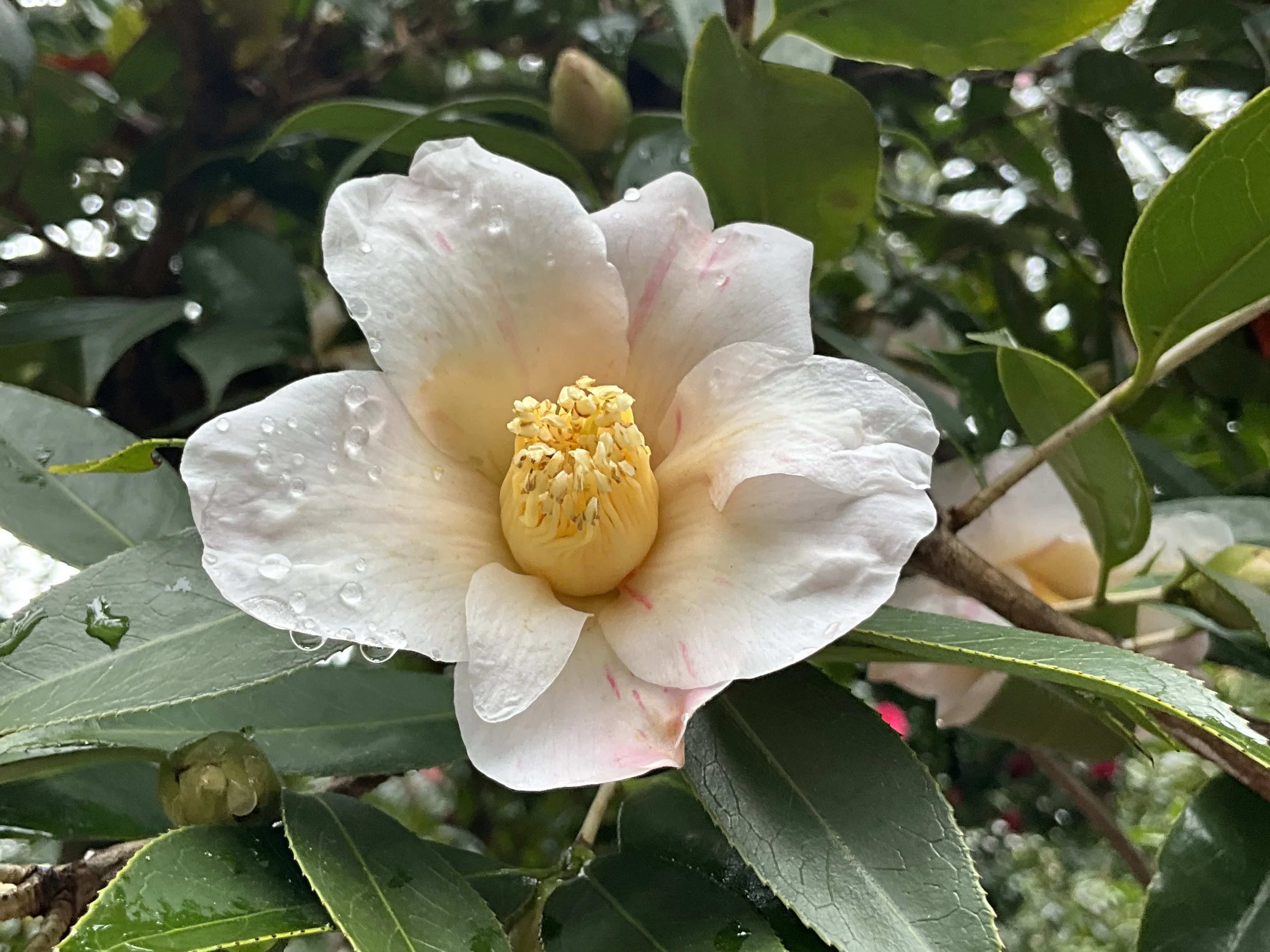 雪中花（京都府立植物園）：2026年2月11日（水）｜藤井秀昭（『京都