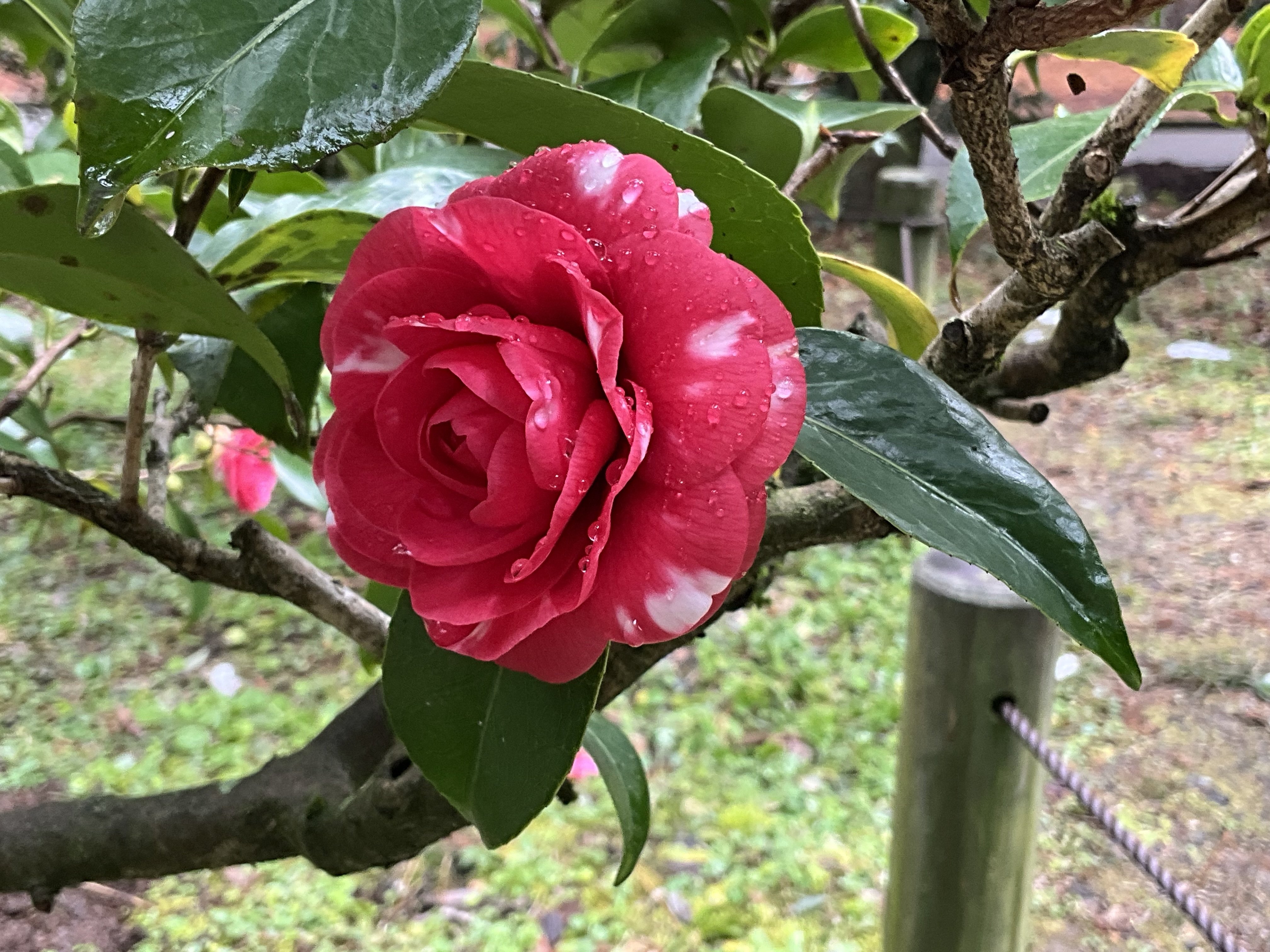 菊冬至・紅侘助・京唐子・雲竜椿（京都府立植物園）：2026年2月11日