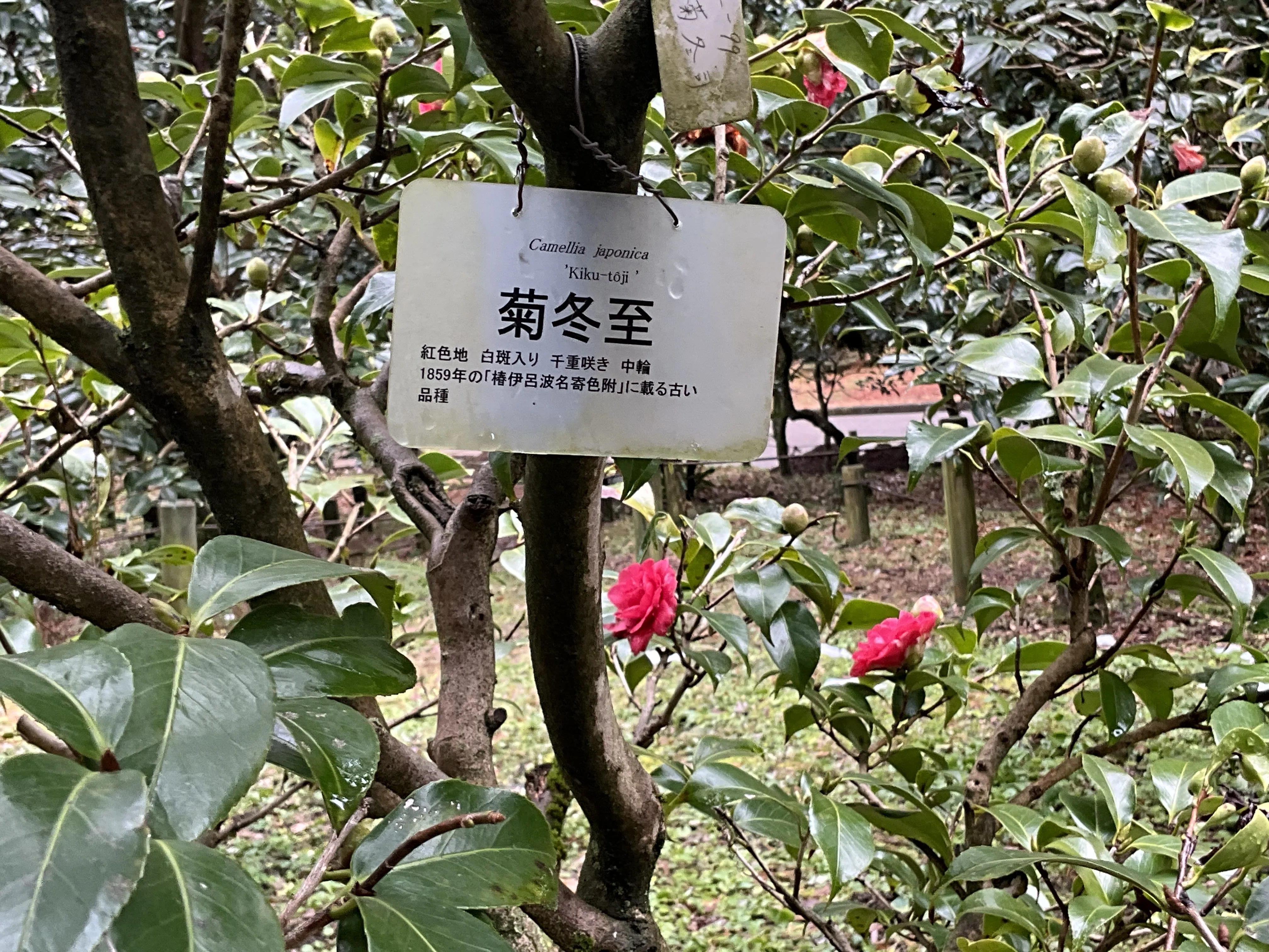菊冬至・紅侘助・京唐子・雲竜椿（京都府立植物園）：2026年2月11日