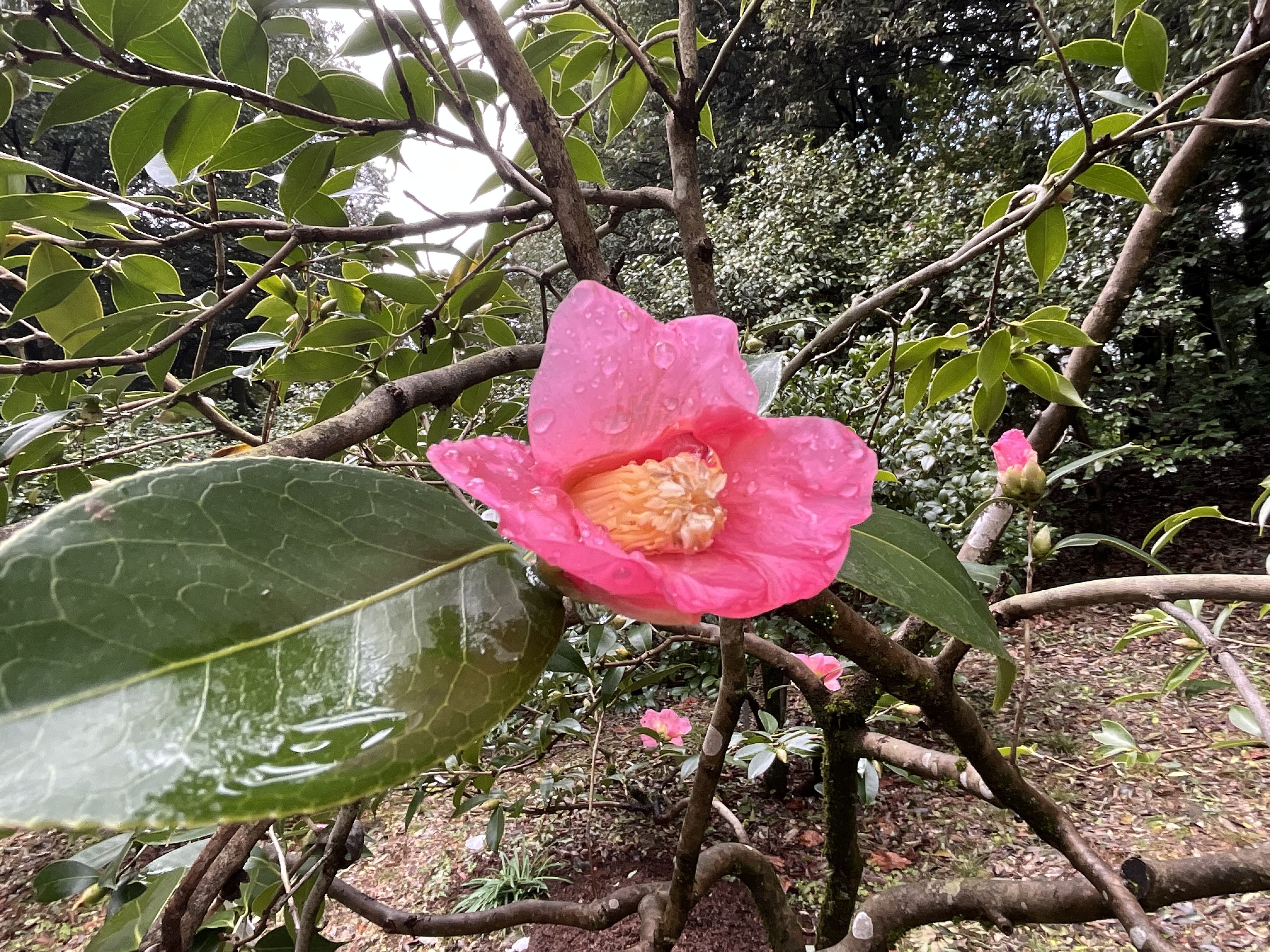 雪中花（京都府立植物園）：2026年2月11日（水）｜藤井秀昭（『京都