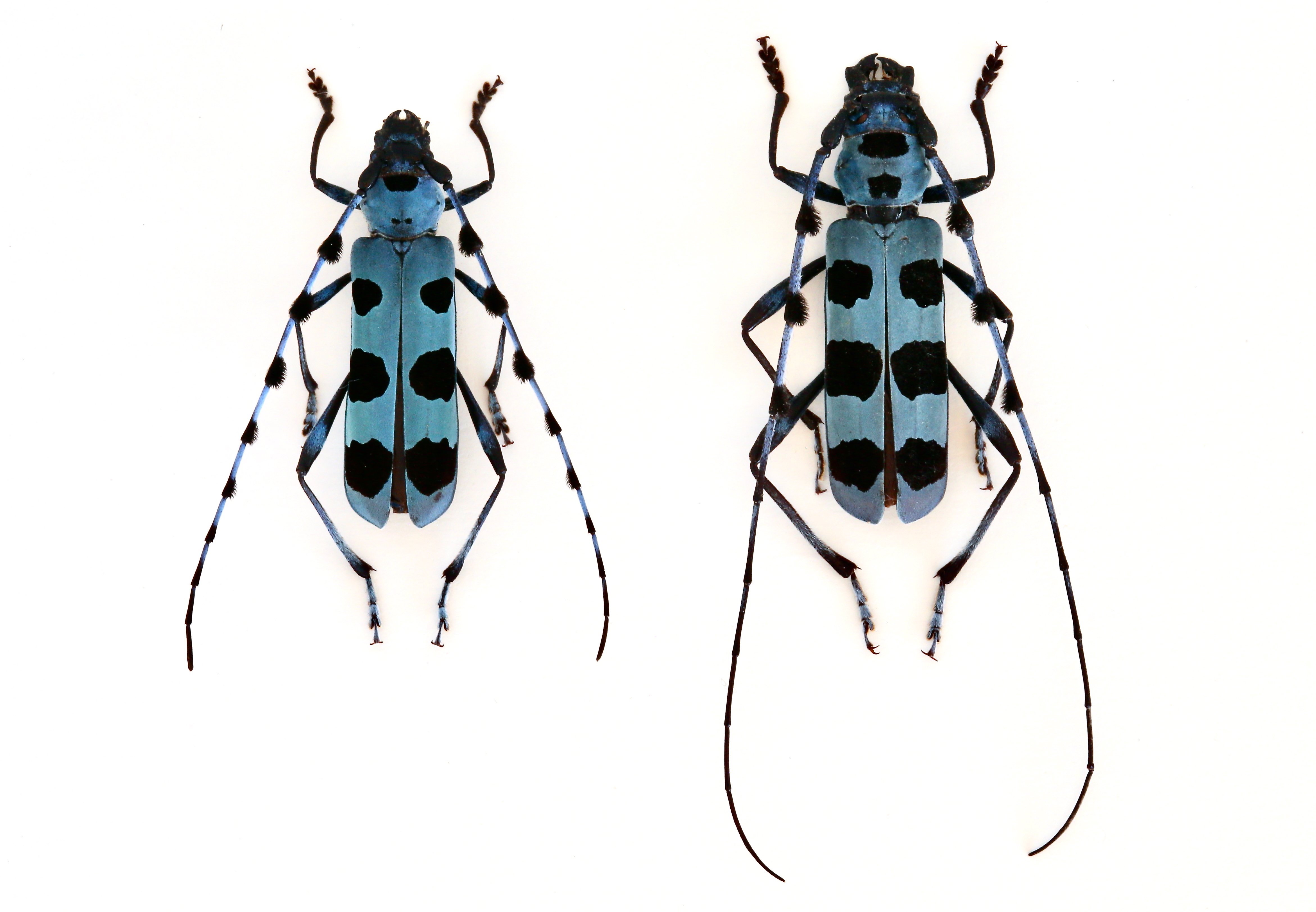 B-19＞ 星を冠するカミキリムシたちへ 3｜かみきりむし