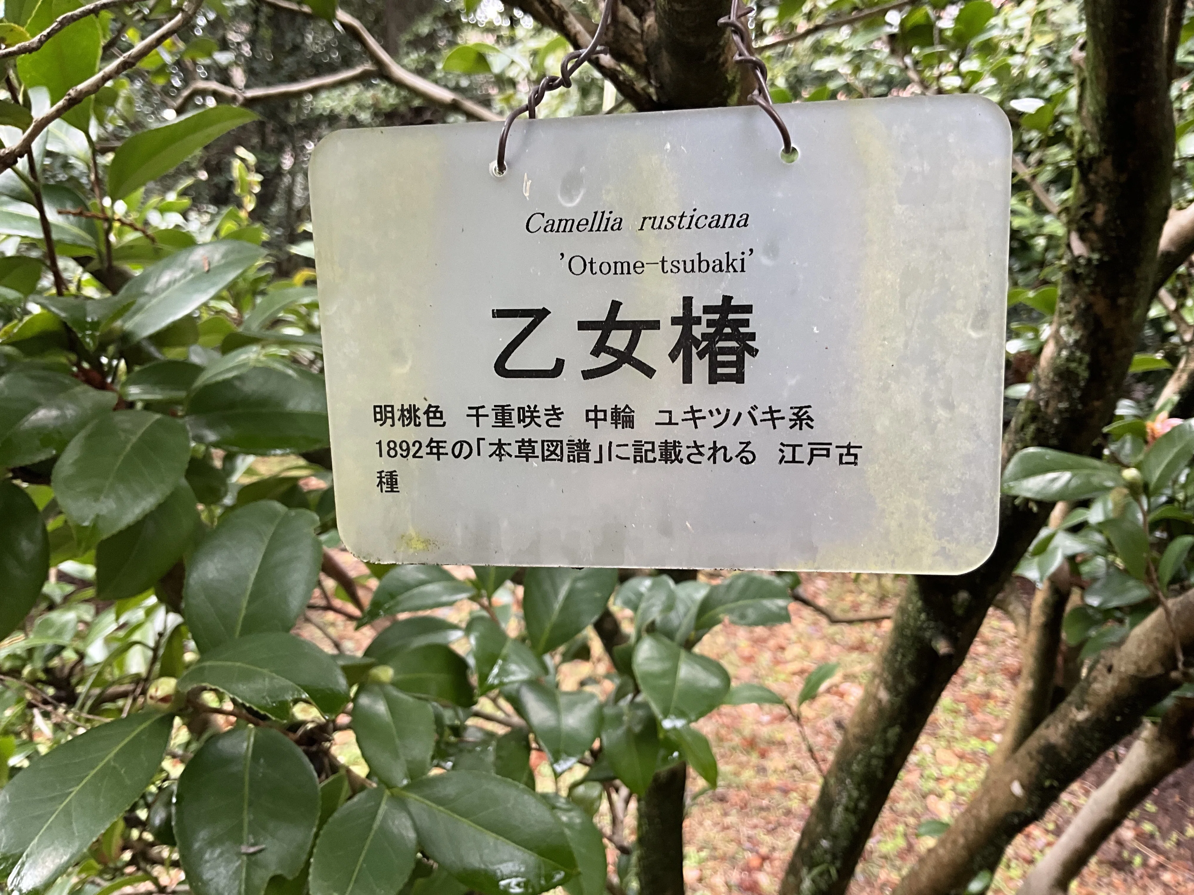 瑠璃椿・乙女椿・梅ヶ香（京都府立植物園）：2026年2月11日（水