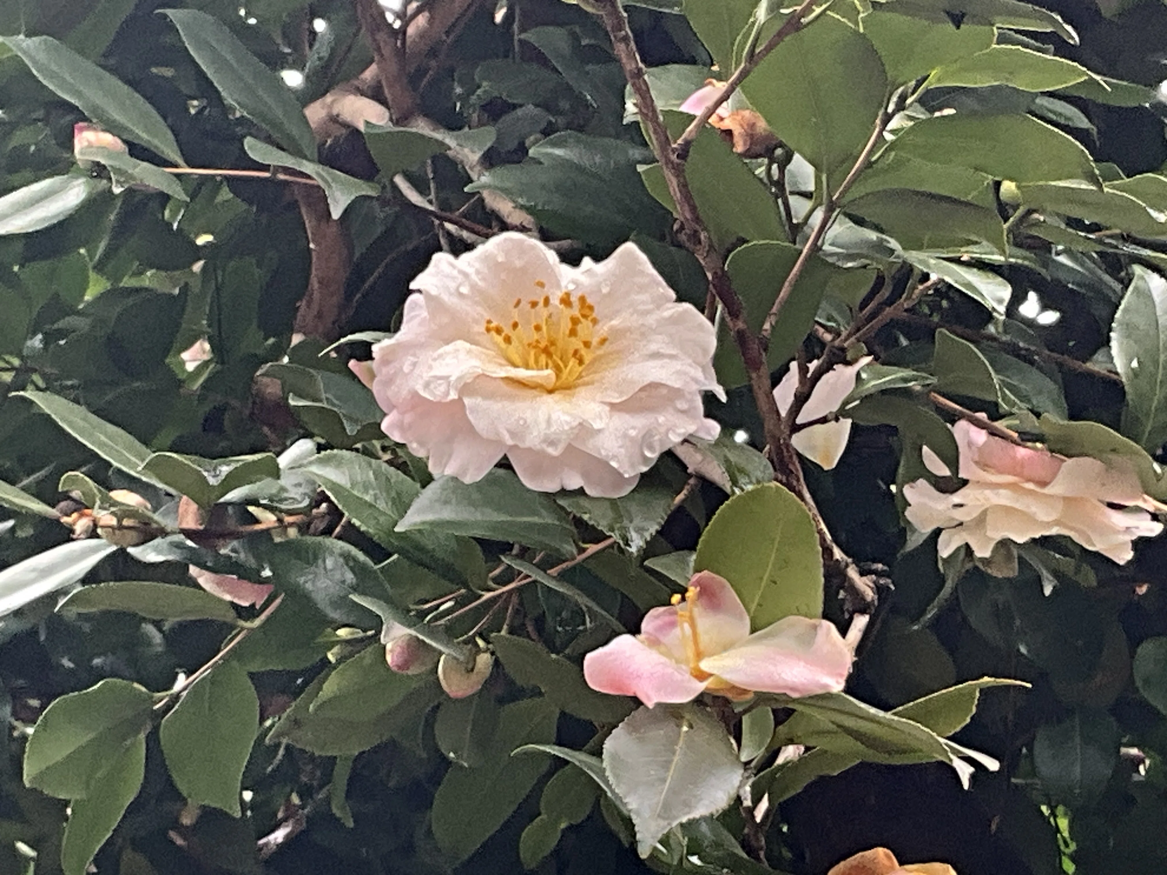 瑠璃椿・乙女椿・梅ヶ香（京都府立植物園）：2026年2月11日（水