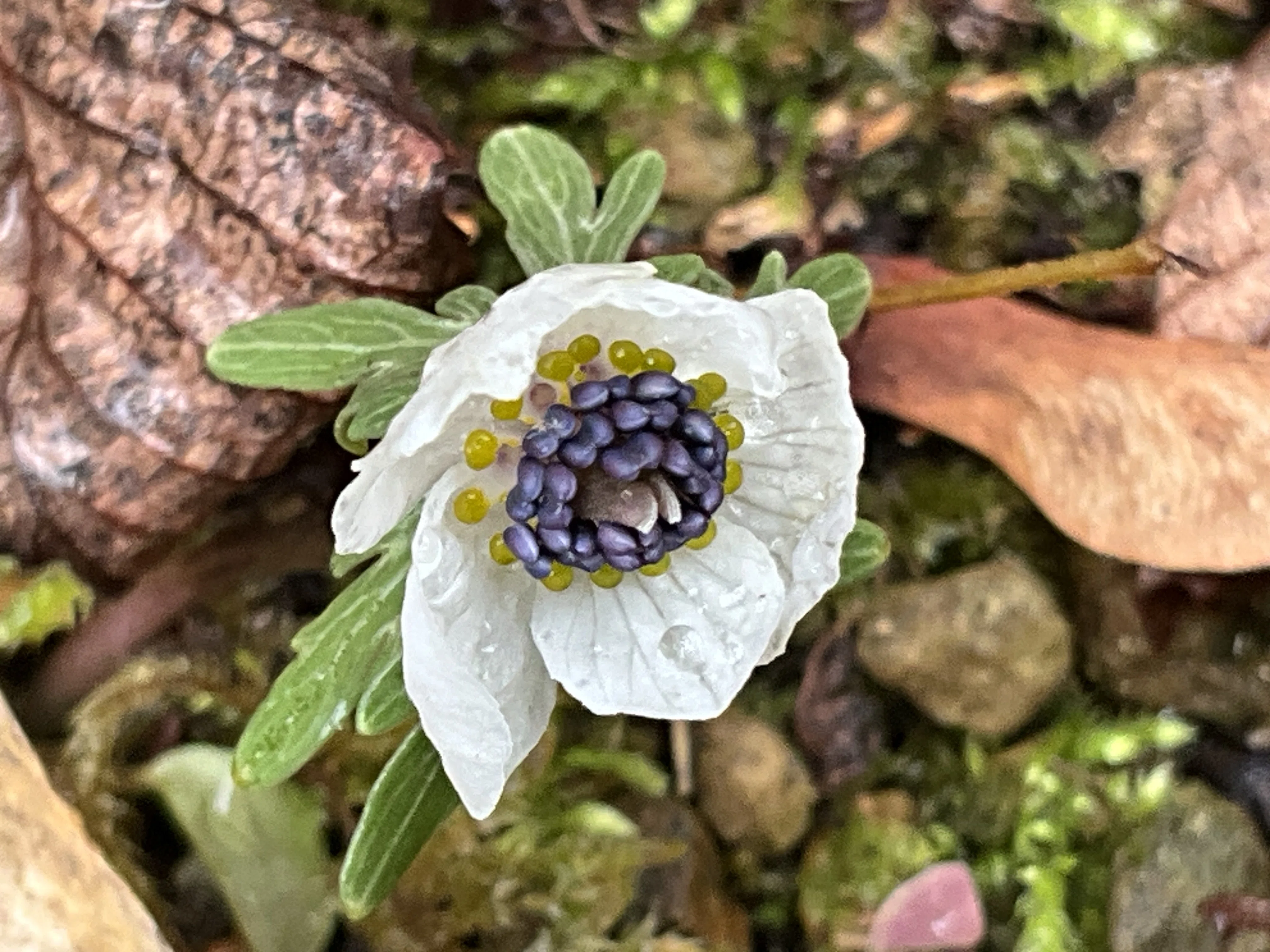降雪後のセツブンソウたち（京都府立植物園）：2026年2月10日（火