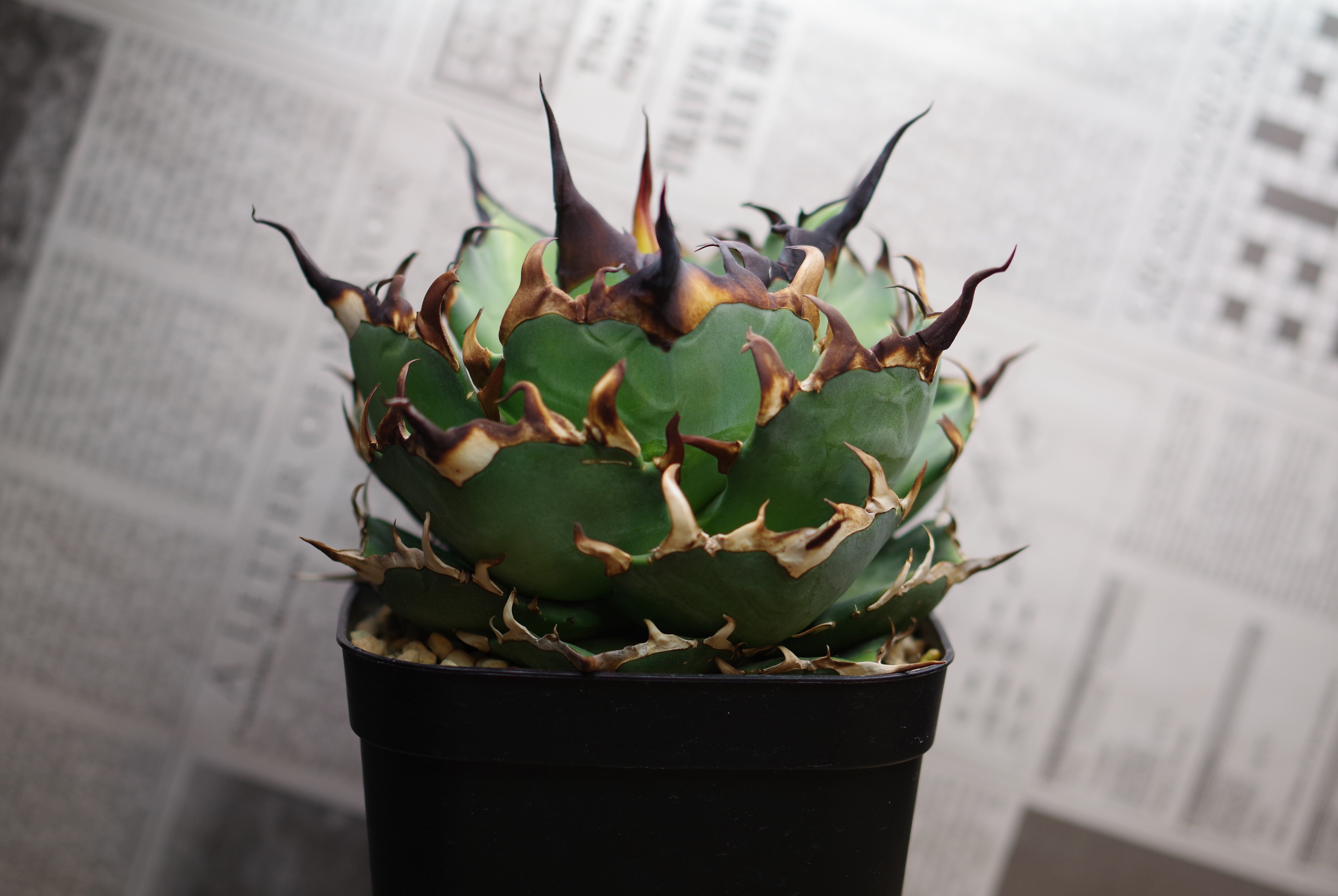 紹介】アガベ ハデス｜やるふ YALF ＠アガベ