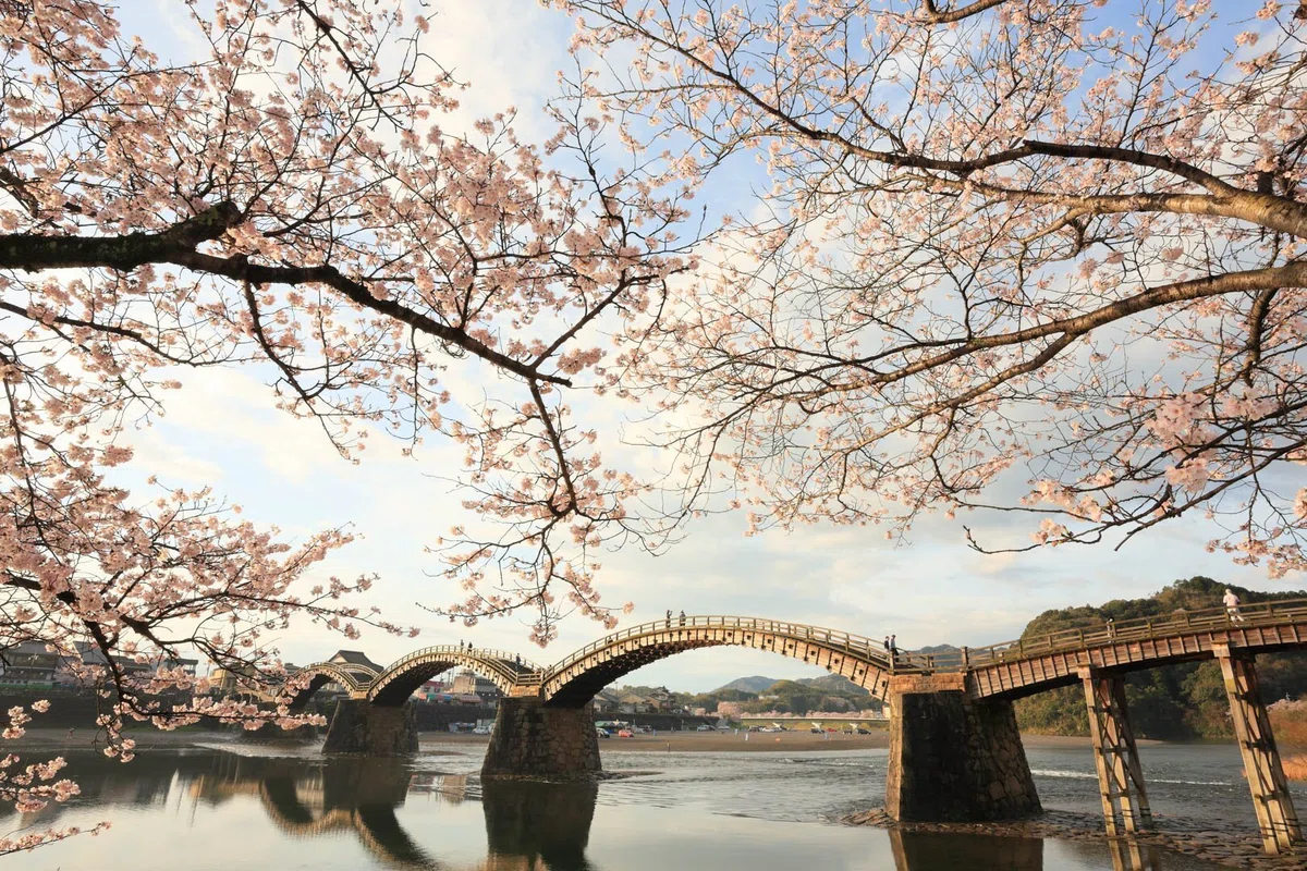 山口県岩国市の錦帯橋周辺で、日の出直後に桜を撮影しました。
CanonのEOSシリーズを使用して撮影しています。