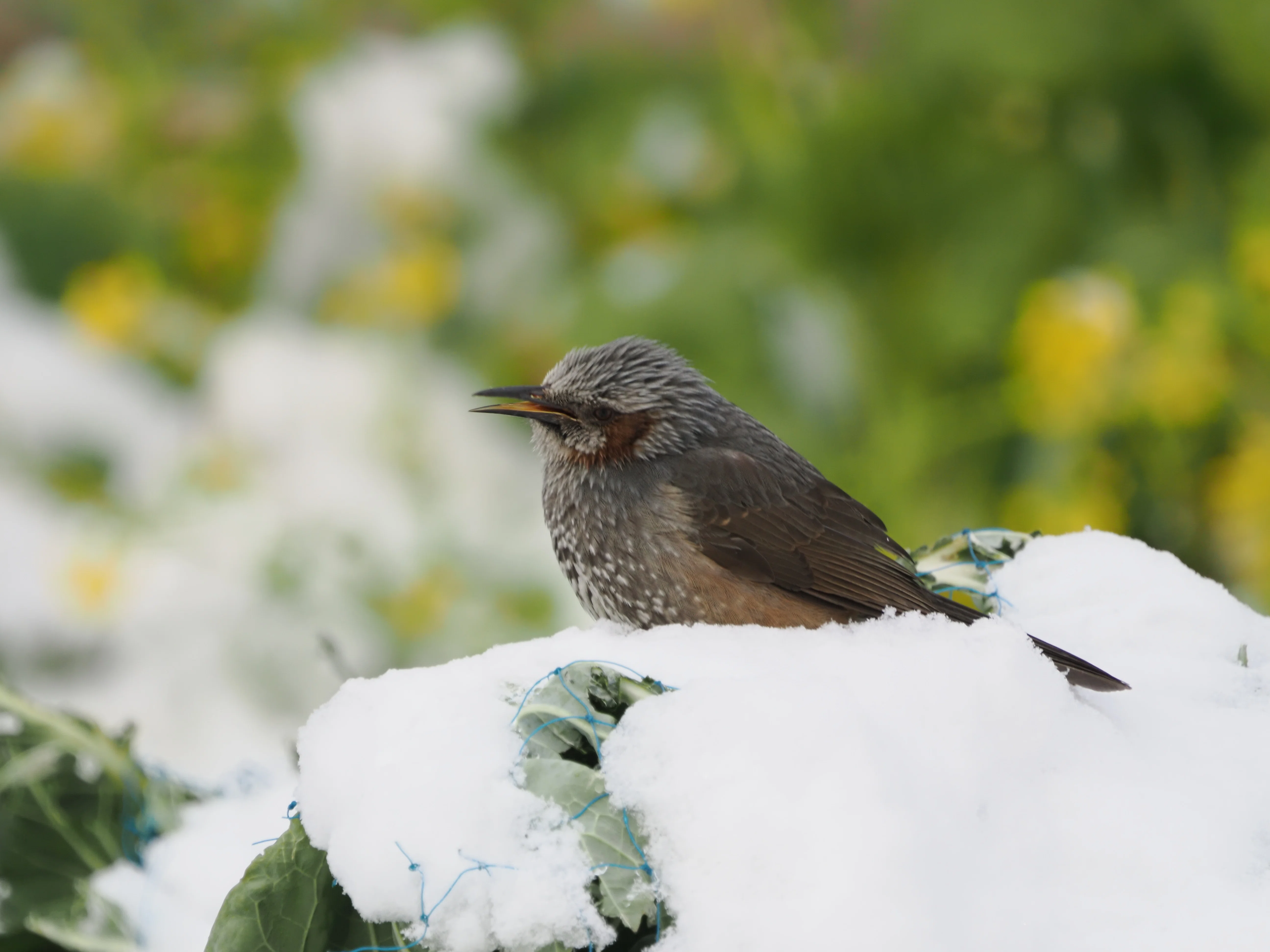 雪だ！野鳥を撮りにいこう！【OM-1 Mark II + 100-400mm II 実写