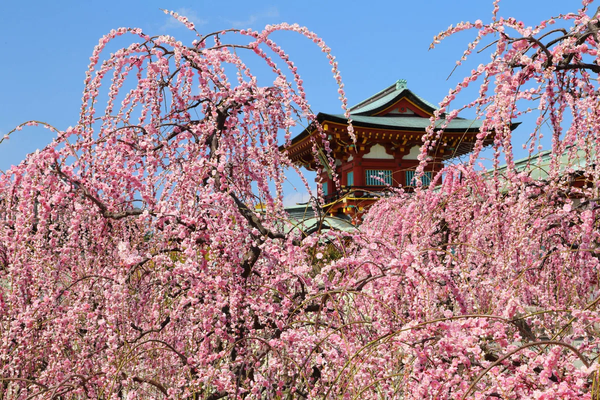 防府天満宮の枝垂れ梅
