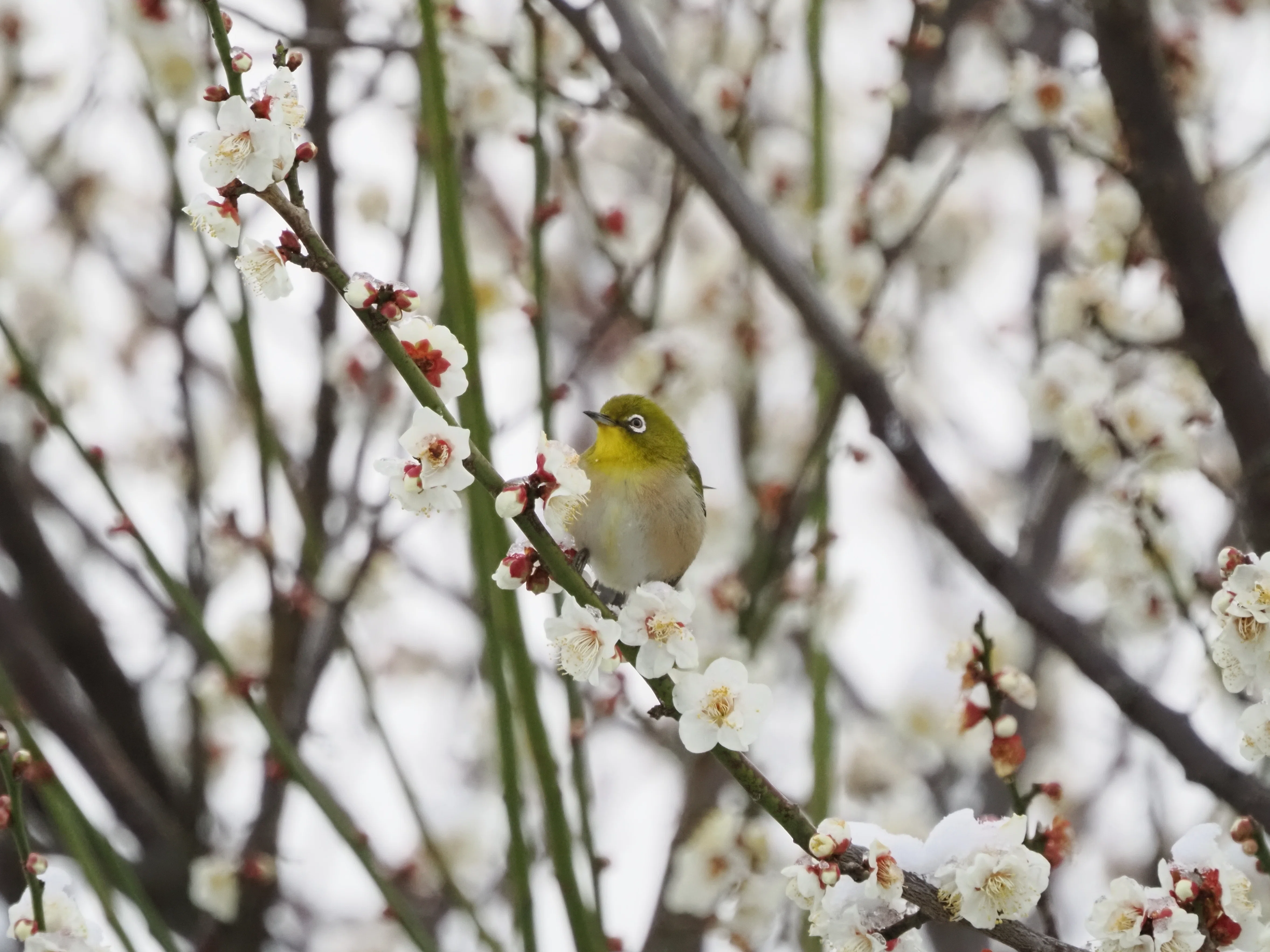 雪だ！野鳥を撮りにいこう！【OM-1 Mark II + 100-400mm II 実写